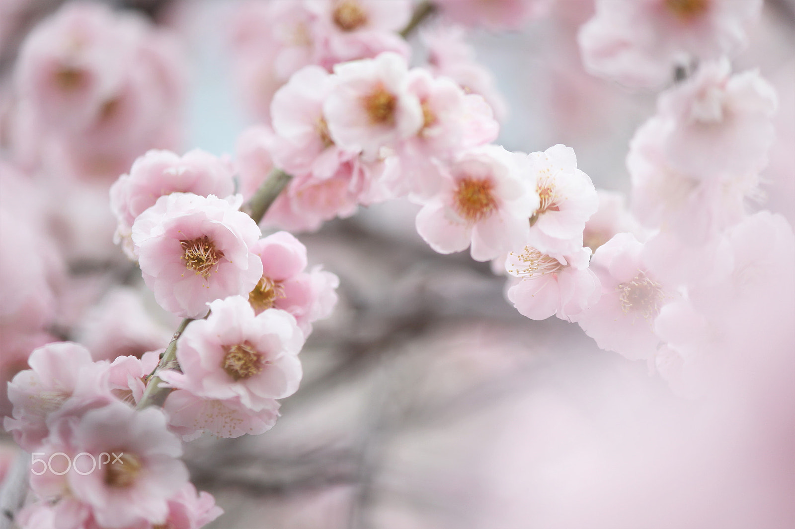 Canon EF-S 55-250mm F4-5.6 IS II sample photo. In full blossom photography
