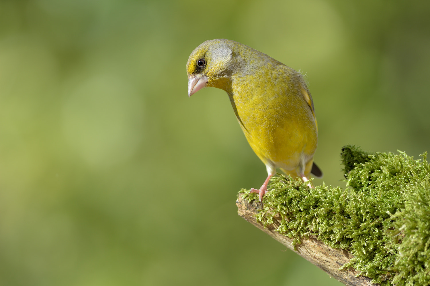 Nikon AF-S Nikkor 300mm F4D ED-IF sample photo. Greenfinch on green photography