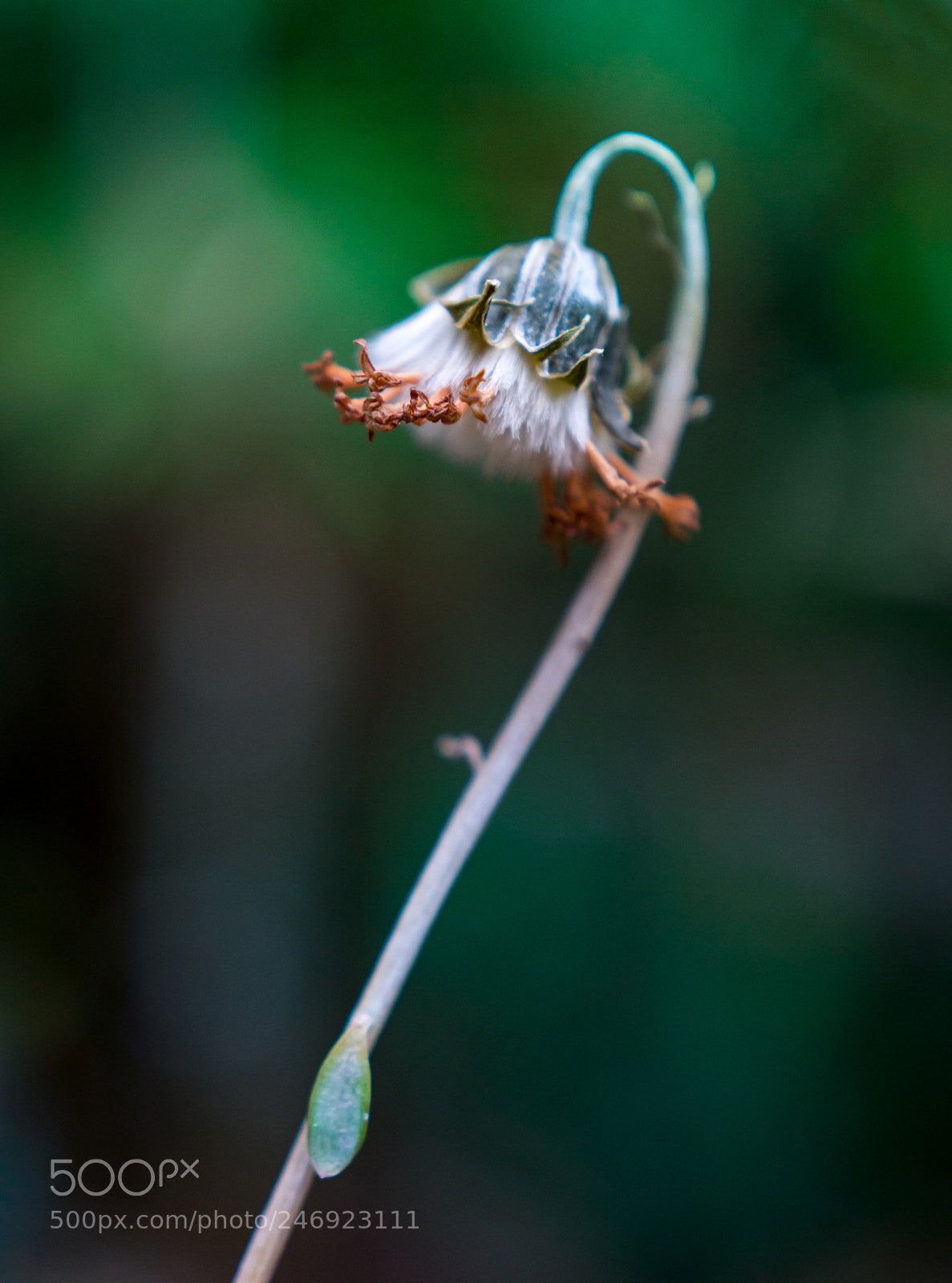 Sony a6300 sample photo. Soft photography