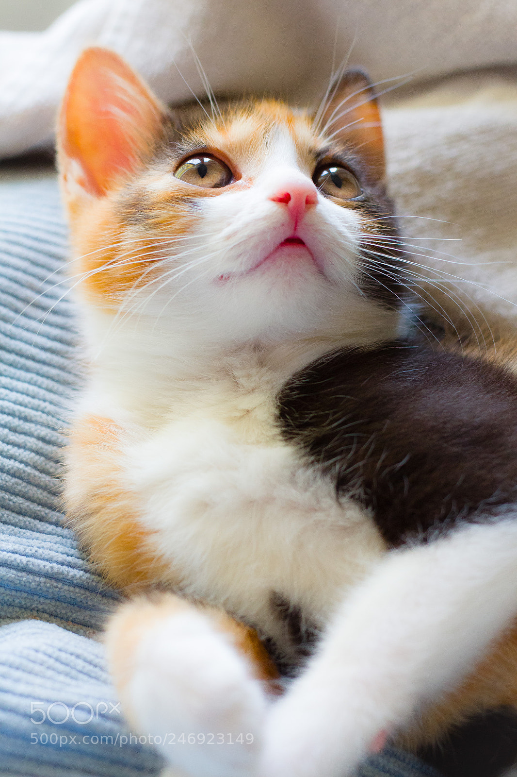 Canon EOS 700D (EOS Rebel T5i / EOS Kiss X7i) sample photo. Cats are just beautiful photography