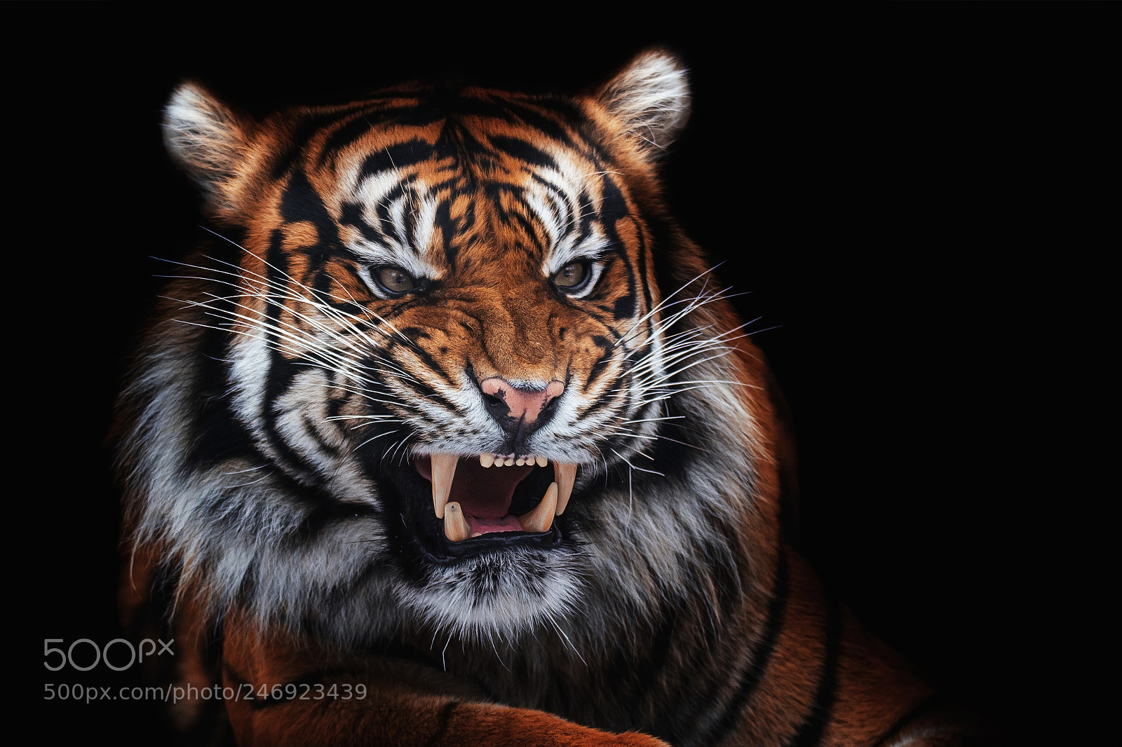 Nikon D7100 sample photo. Sumatran tiger photography