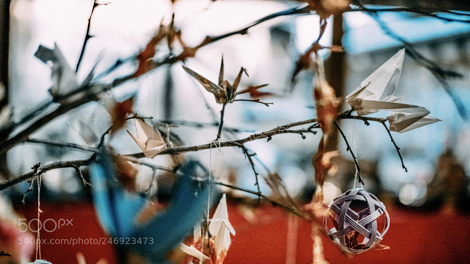 Fujifilm X-Pro2 sample photo. Coming of spring photography