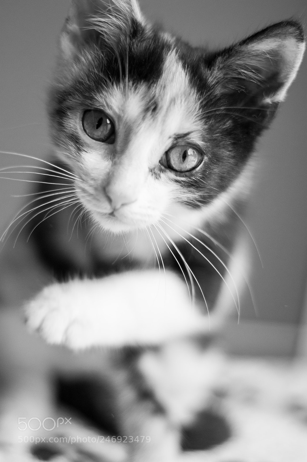 Canon EOS 700D (EOS Rebel T5i / EOS Kiss X7i) sample photo. Blacknwhite photography