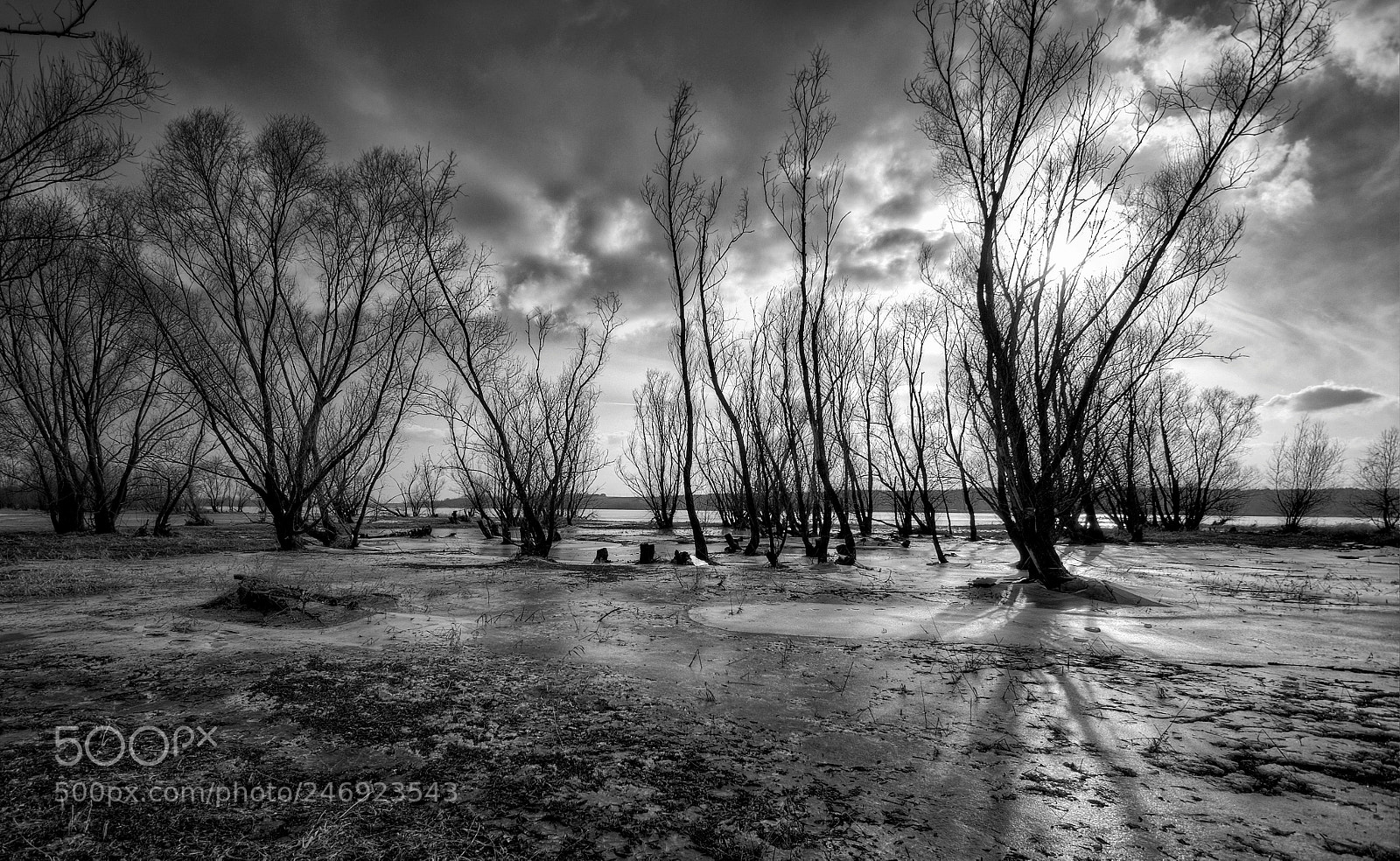 Pentax K-30 sample photo. Backlighted trees photography