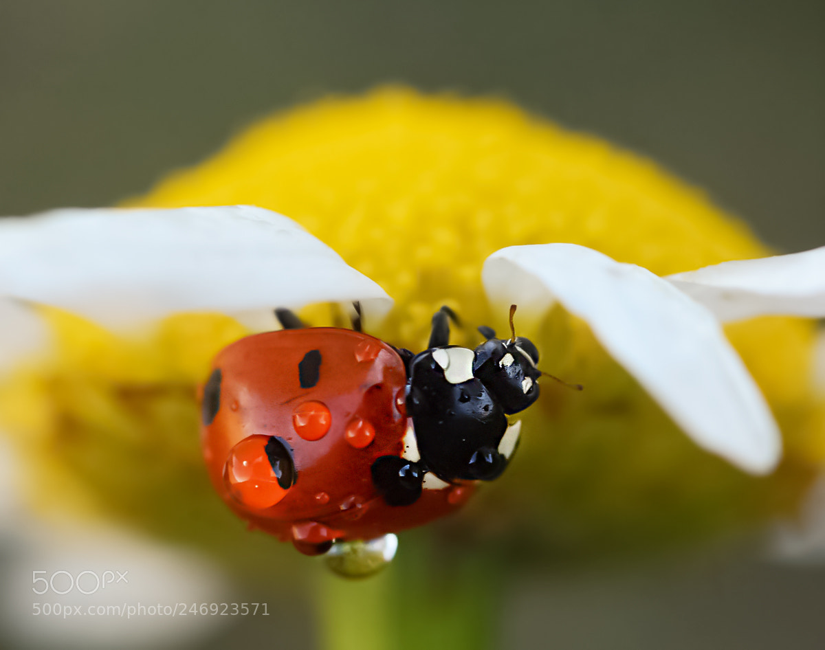 Nikon D7100 sample photo. Animal photography