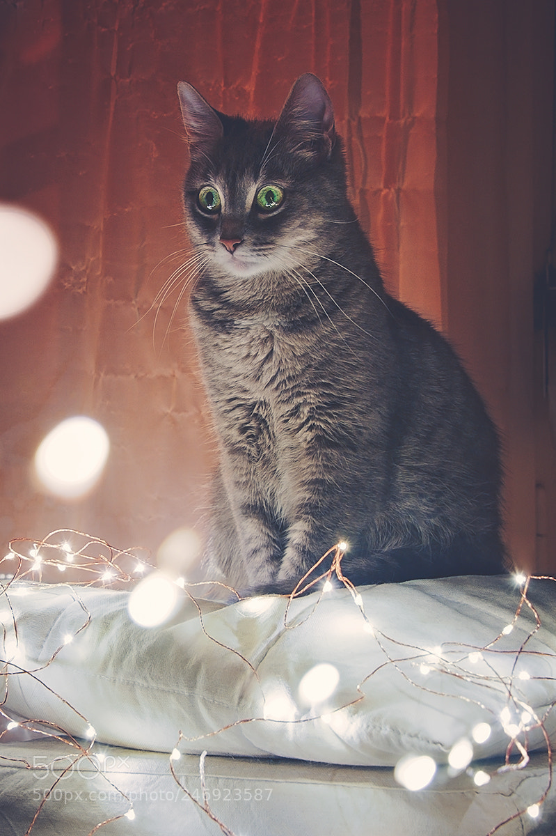Nikon D700 sample photo. Intrigued by fairy lights photography