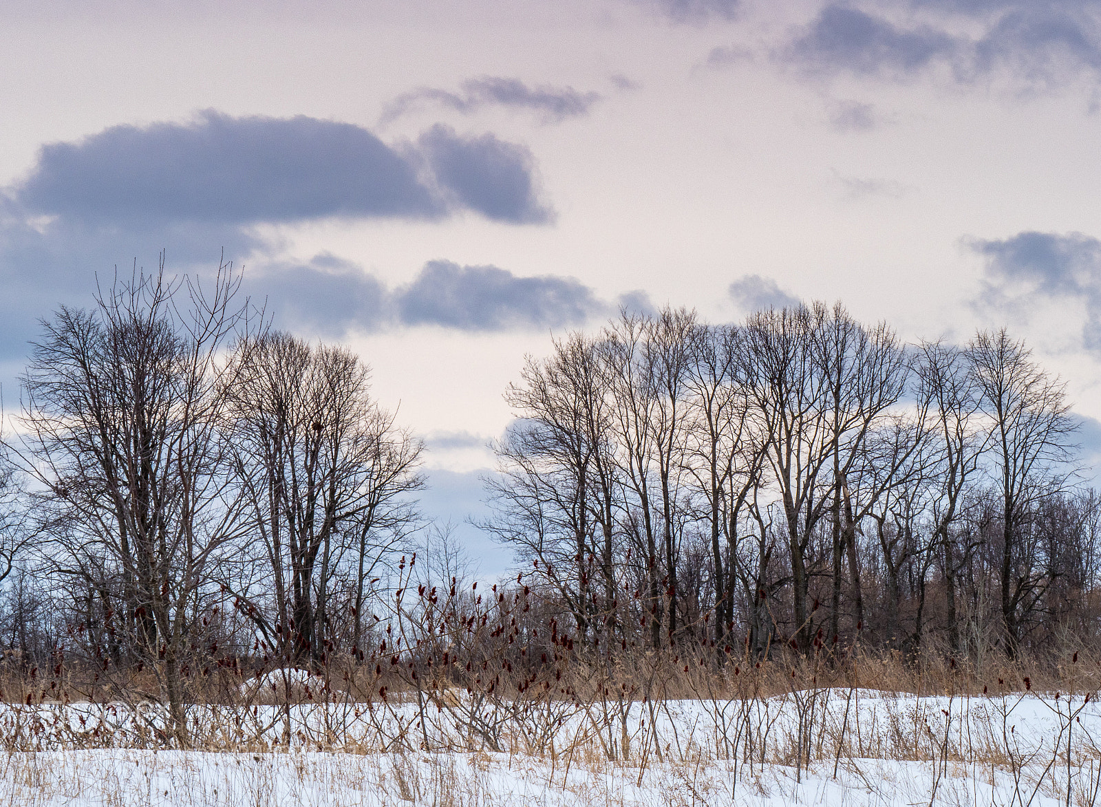 Olympus OM-D E-M1 Mark II sample photo. Winter trees in the photography
