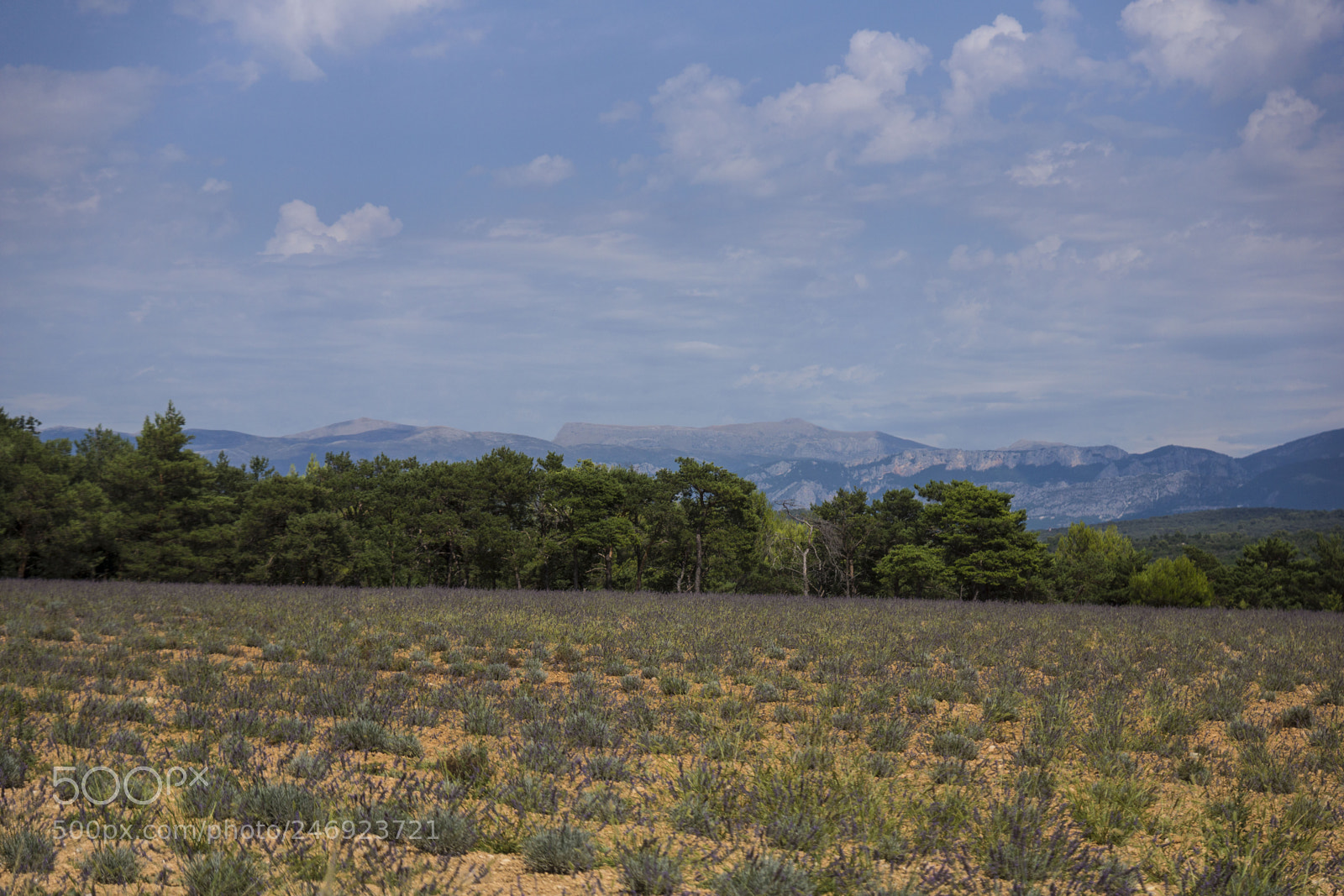 Sony SLT-A77 sample photo. Lavandes photography