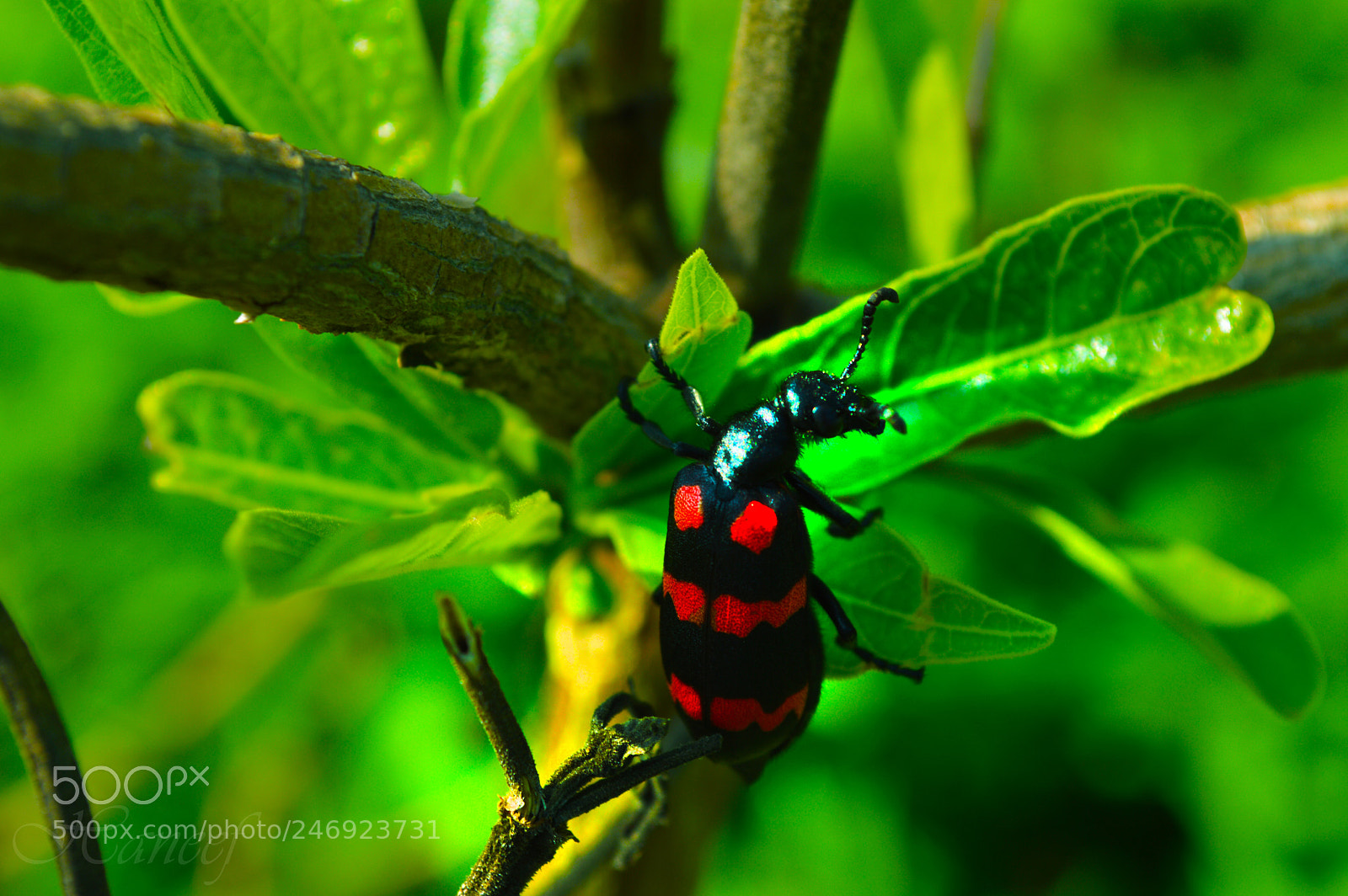 Nikon D3200 sample photo. Spotted beetle photography