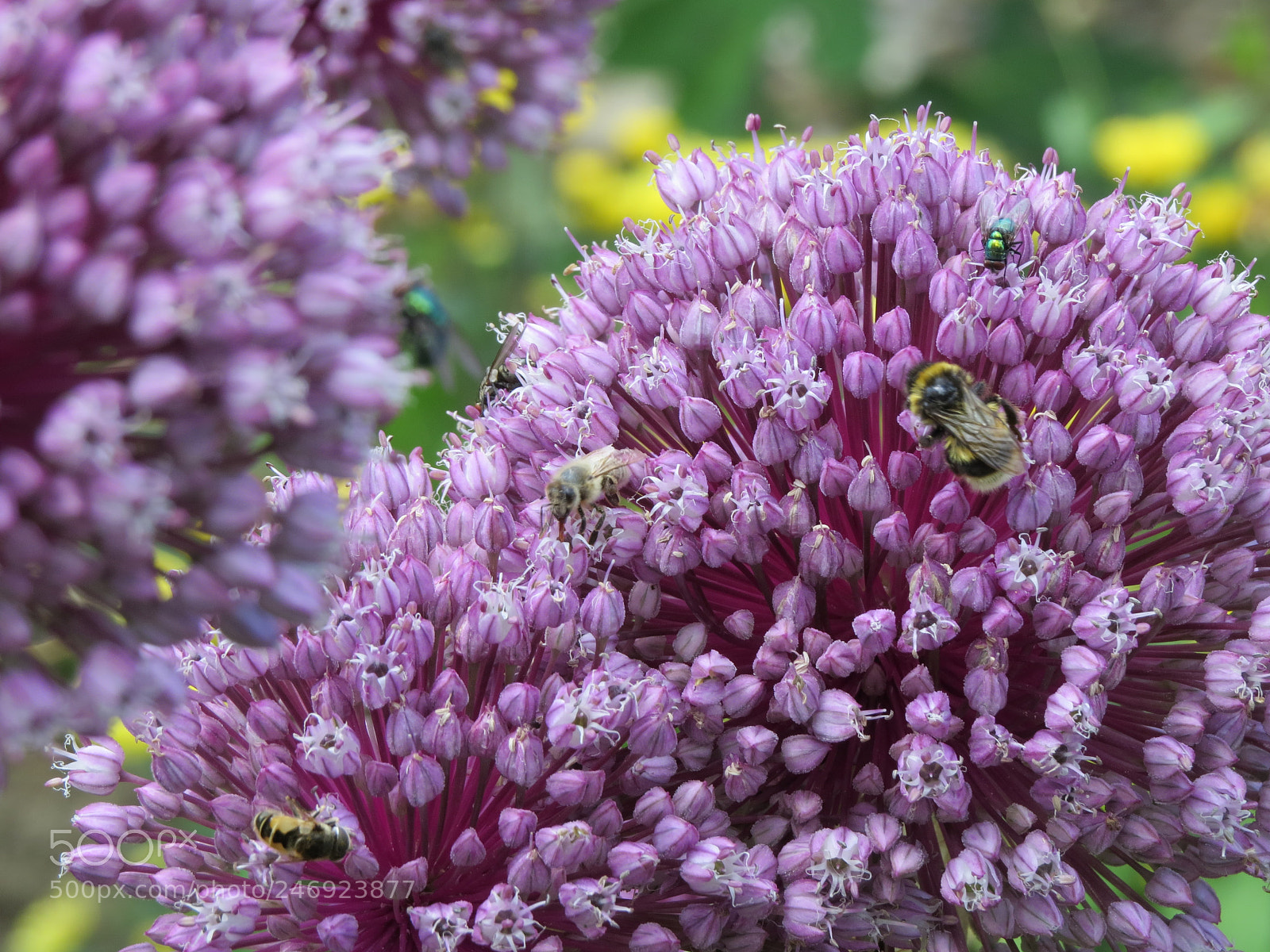 Canon PowerShot SX50 HS sample photo. Img photography
