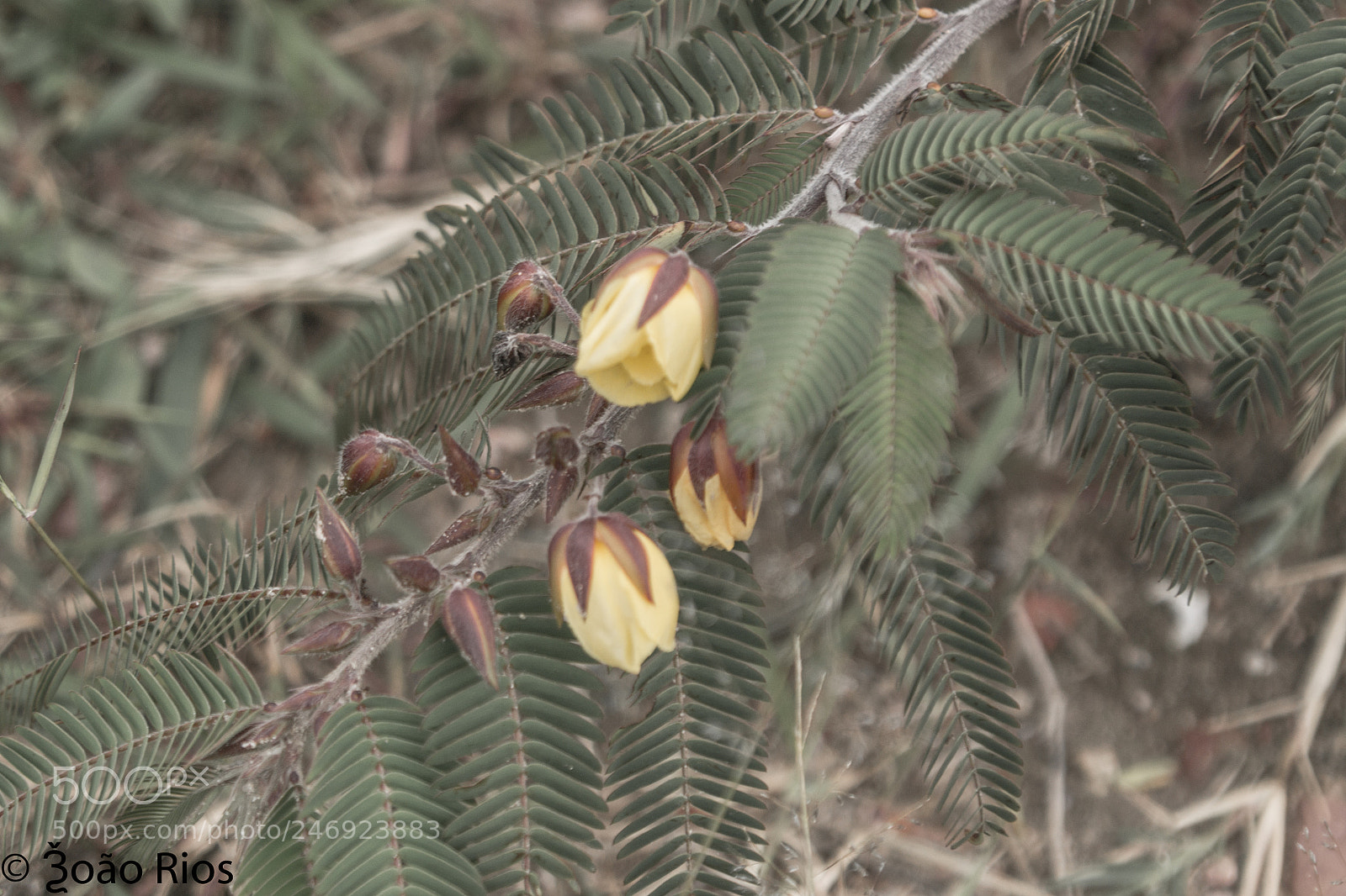 Nikon D3100 sample photo. Lubango - angola photography