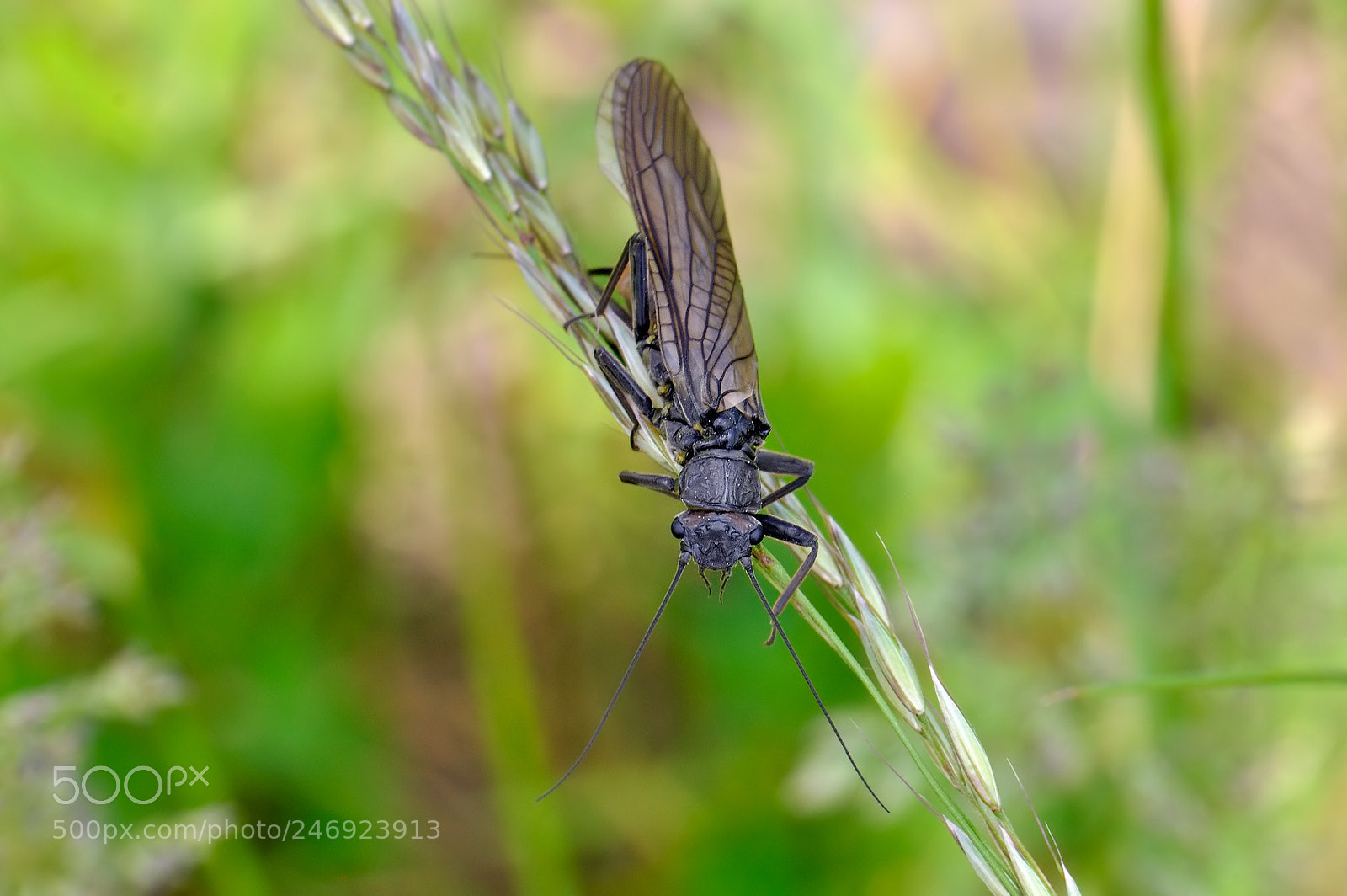 Nikon D90 sample photo. Plecoptera photography