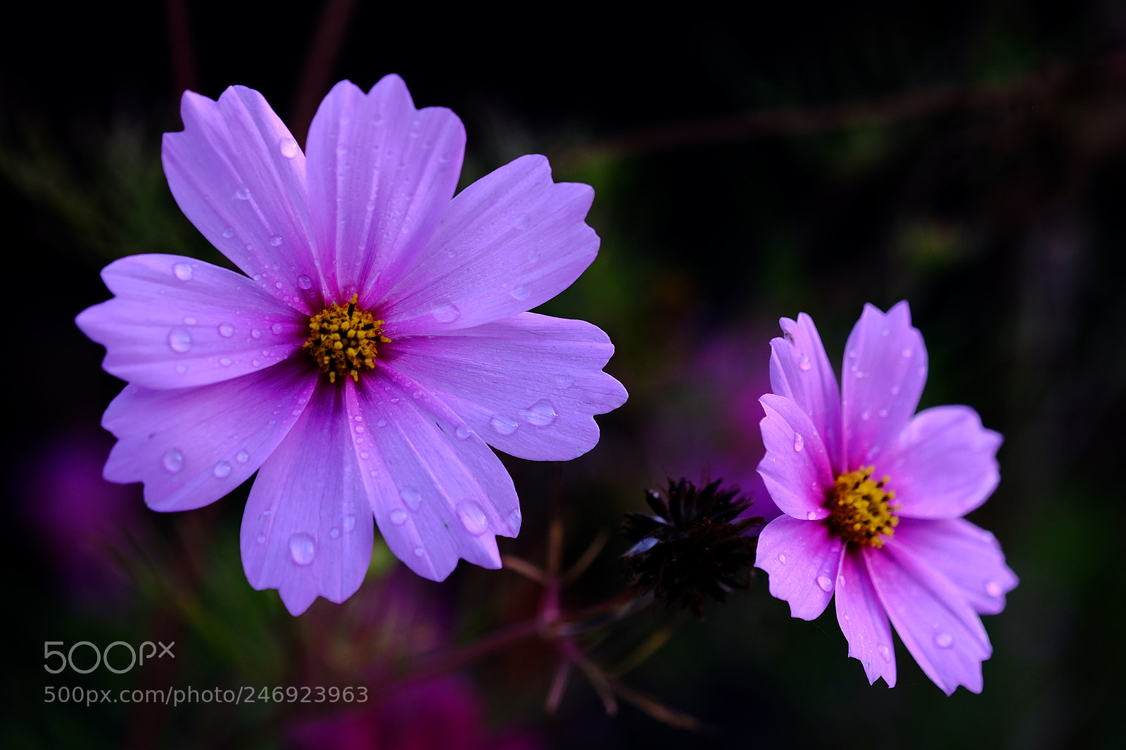 Fujifilm X-T10 sample photo. 502 photography