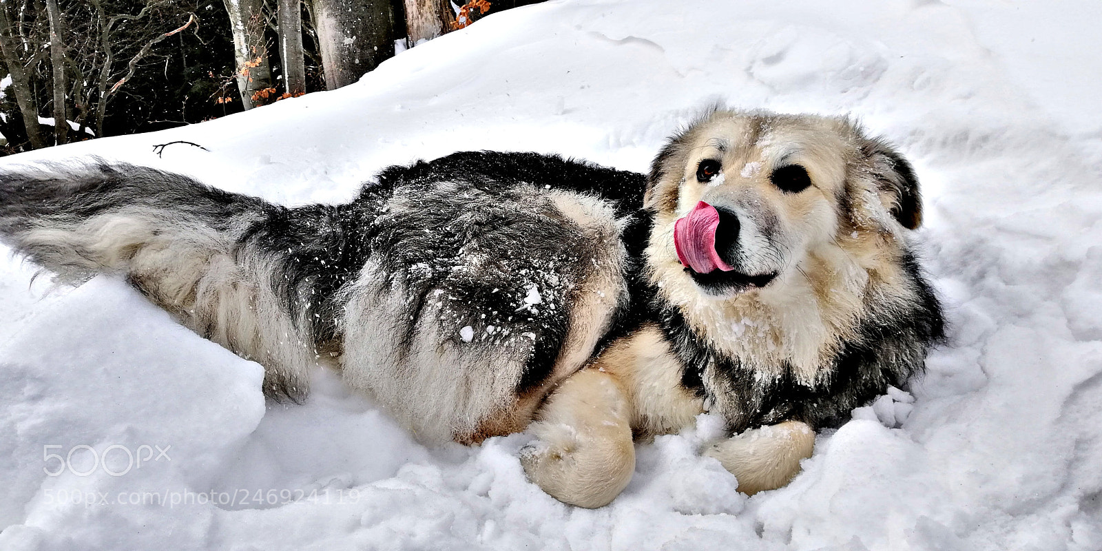 HUAWEI Mate 10 Lite sample photo. My dog snow photography
