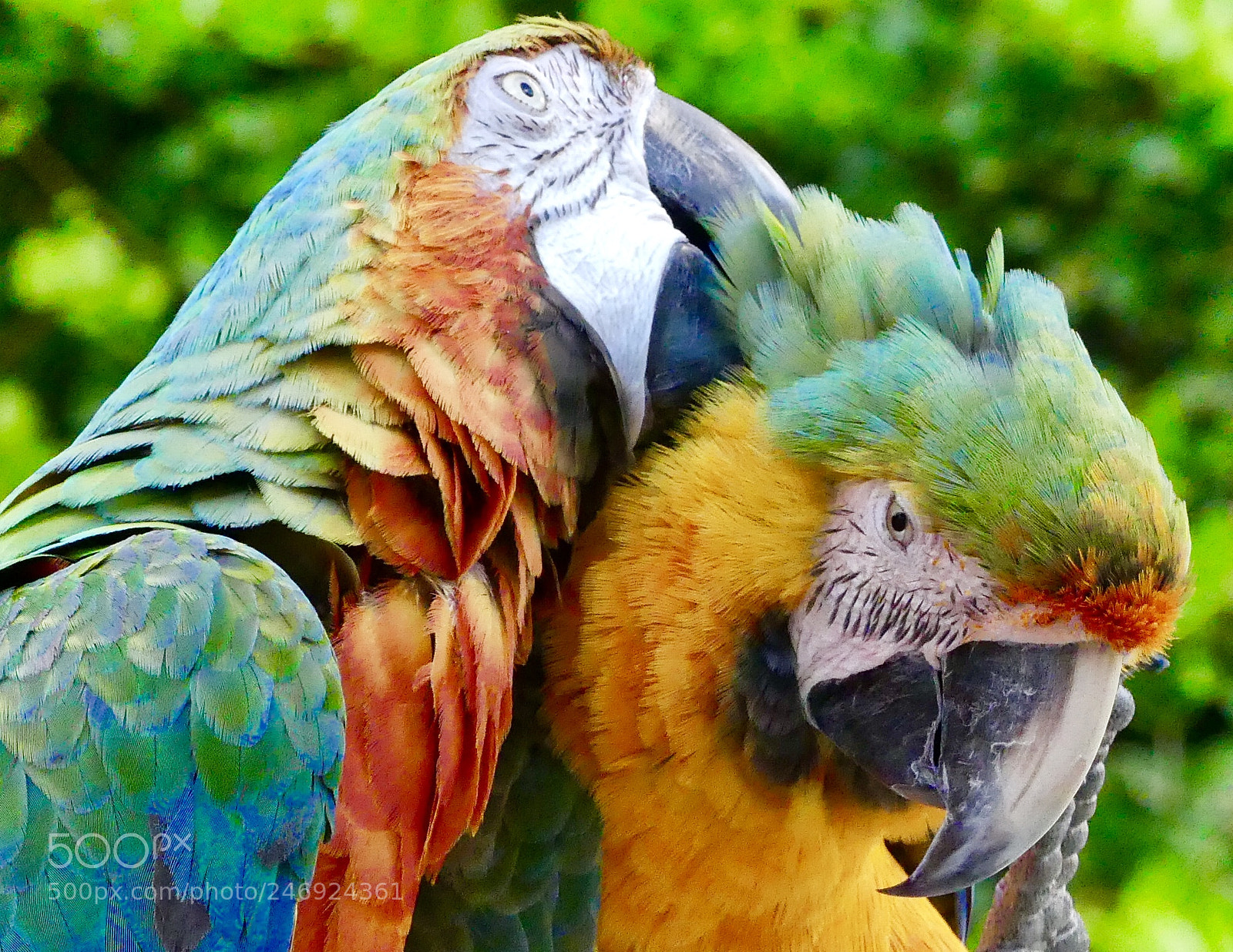 Panasonic Lumix DMC-FZ300 sample photo. Love photography