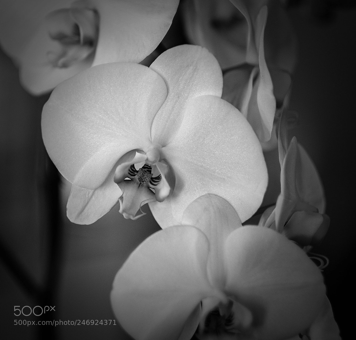 Fujifilm X-T2 sample photo. Orchid sq web photography
