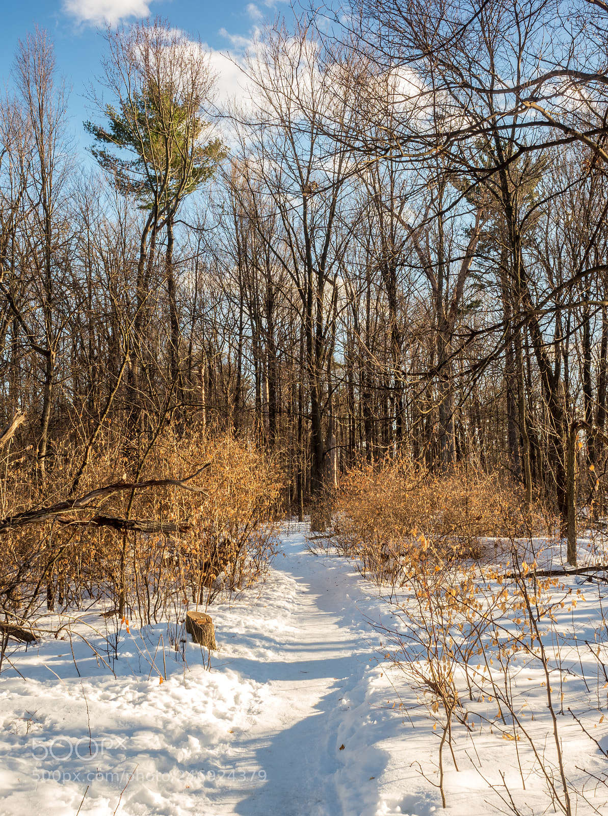 Olympus OM-D E-M1 Mark II sample photo. Snowy trail afternoon sun photography