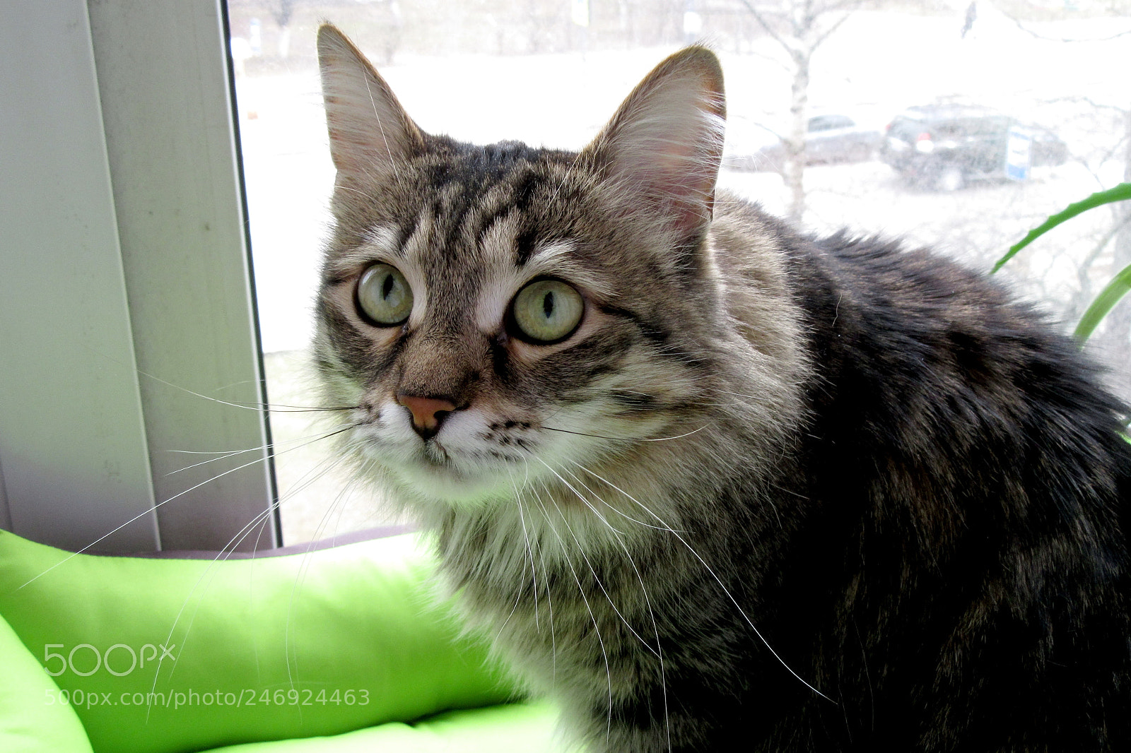 Canon PowerShot SX610 HS sample photo. Cat maya photography
