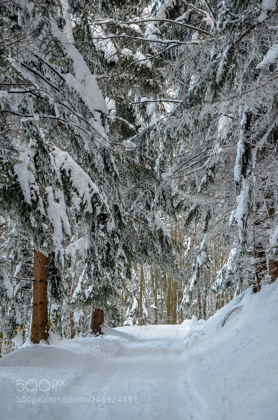 Nikon D5100 sample photo. Magic forest photography