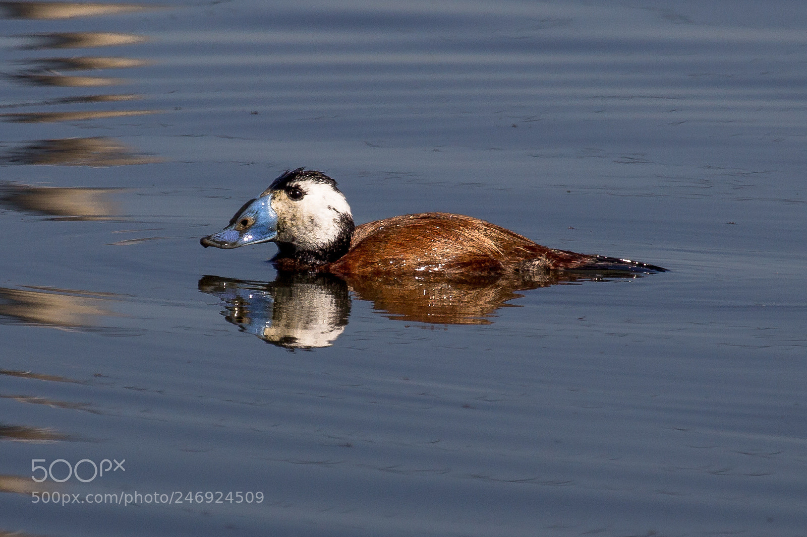 Canon EOS 60D sample photo. White-headed duck photography