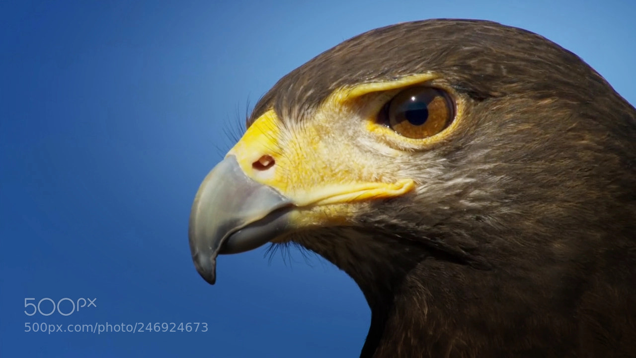 Canon EOS 700D (EOS Rebel T5i / EOS Kiss X7i) sample photo. Hawk face photography