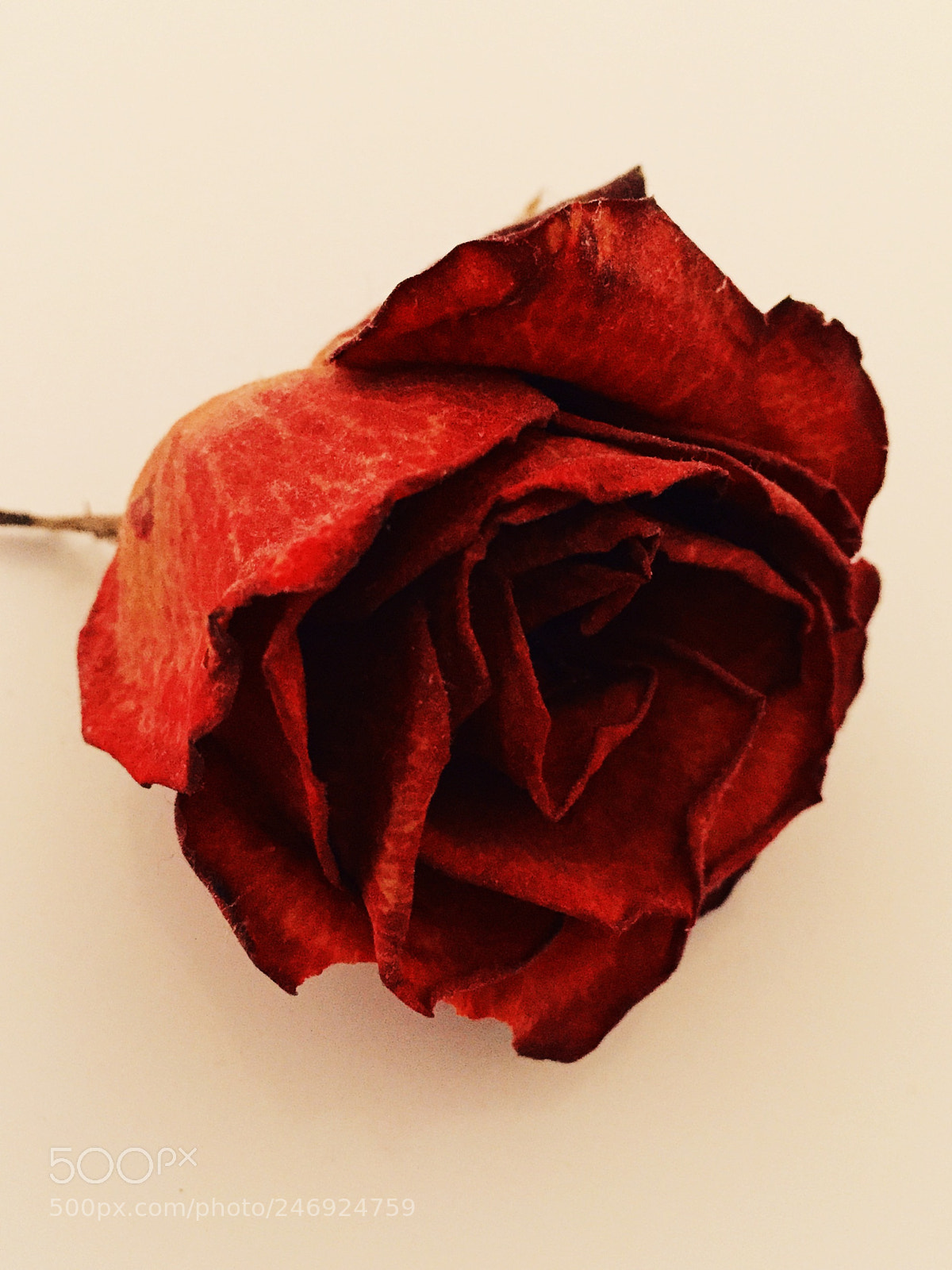 Apple iPhone 6 sample photo. Rose photography