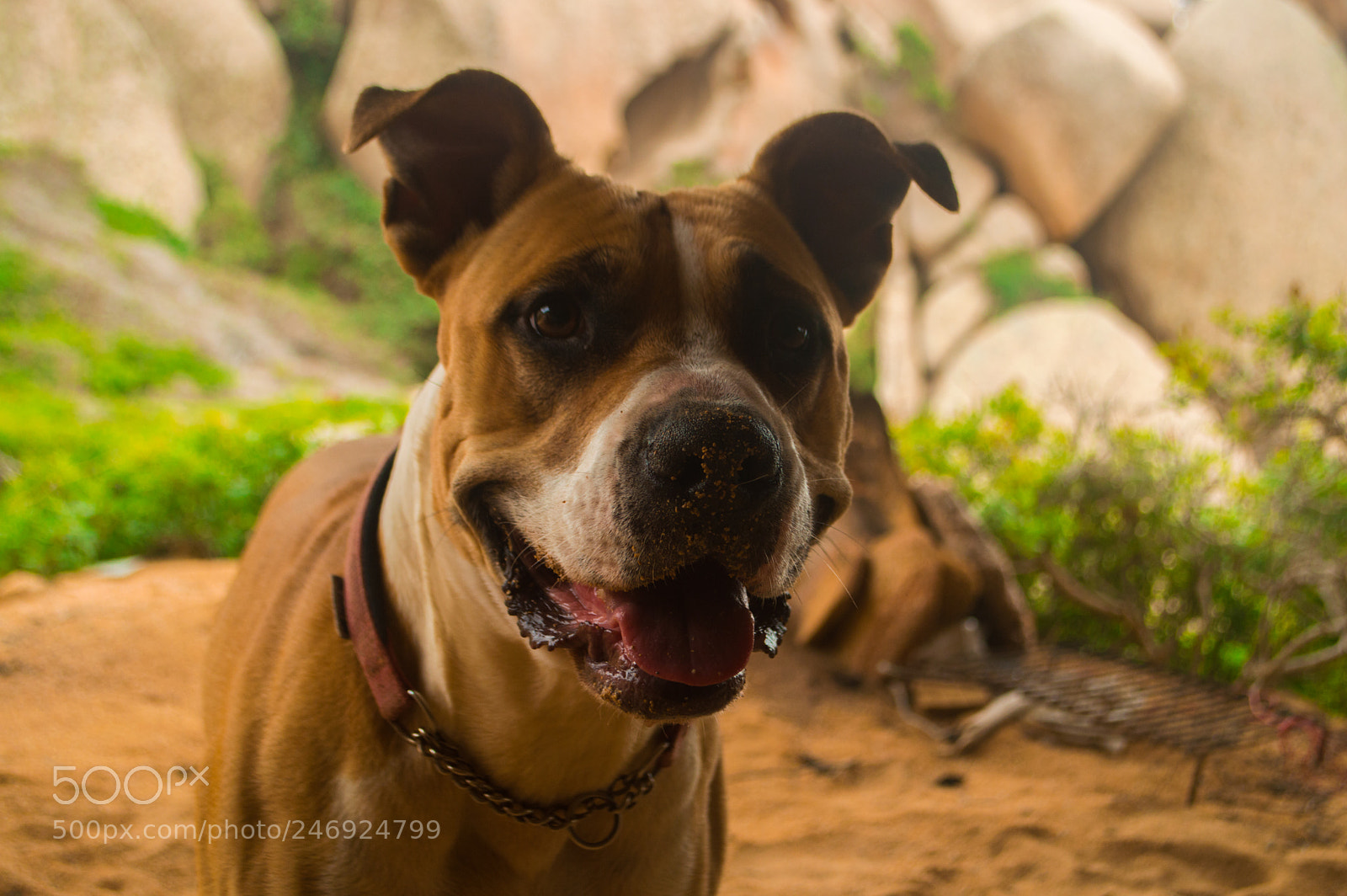 Nikon D3200 sample photo. Happy dog photography