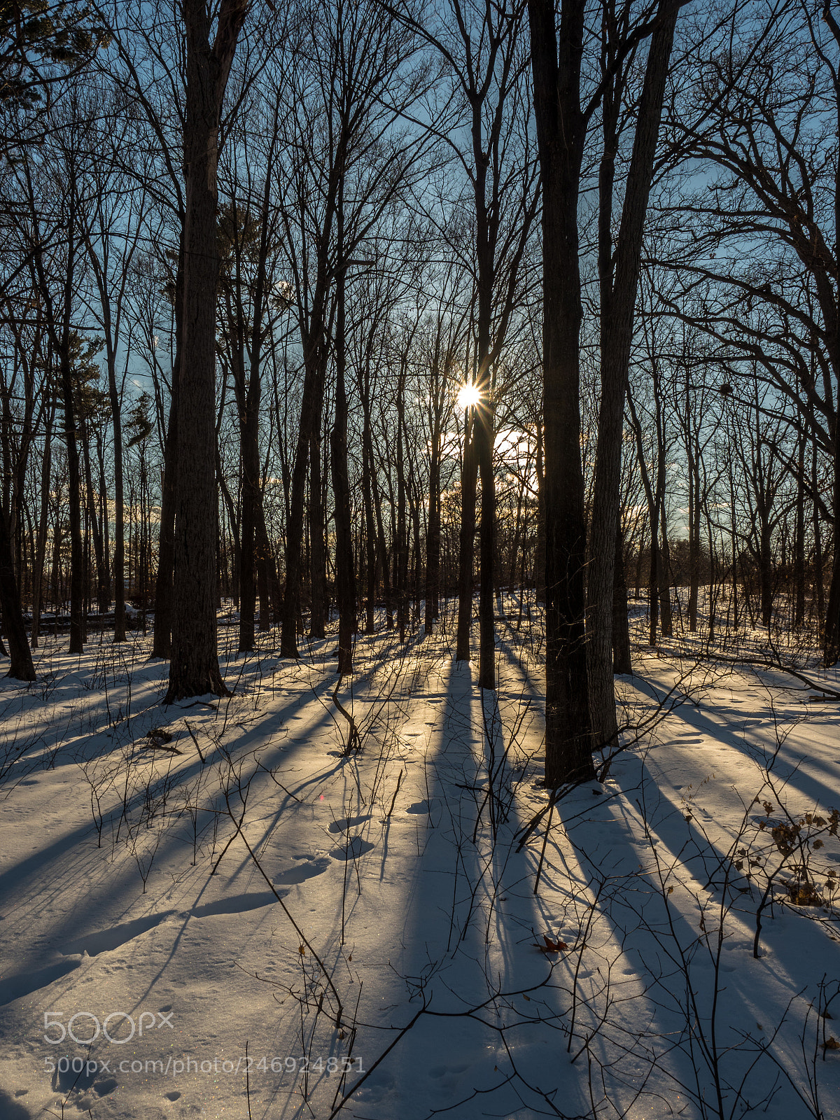 Olympus OM-D E-M1 Mark II sample photo. Late afteroon sun through photography