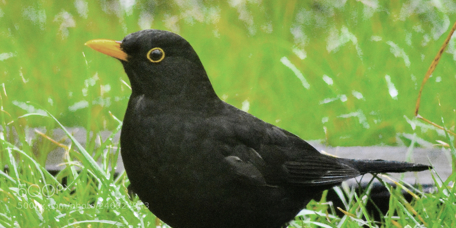 Nikon D5200 sample photo. Another visitor to our photography