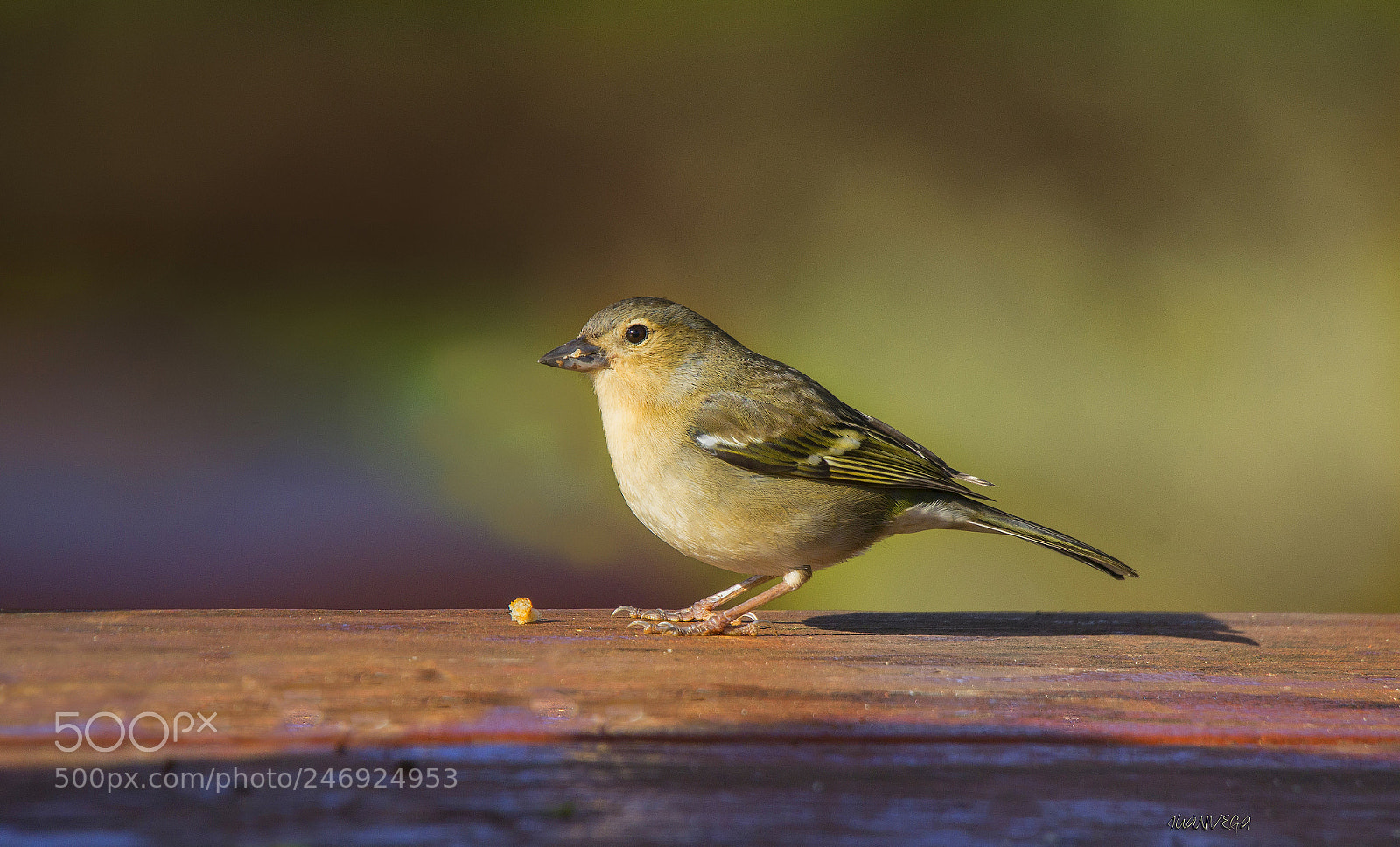 Sony SLT-A35 sample photo. Pinzon vulgar ♀ photography