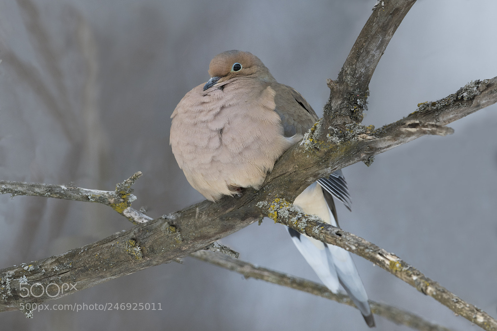Nikon D500 sample photo. Tourterelle triste / mourning dove photography