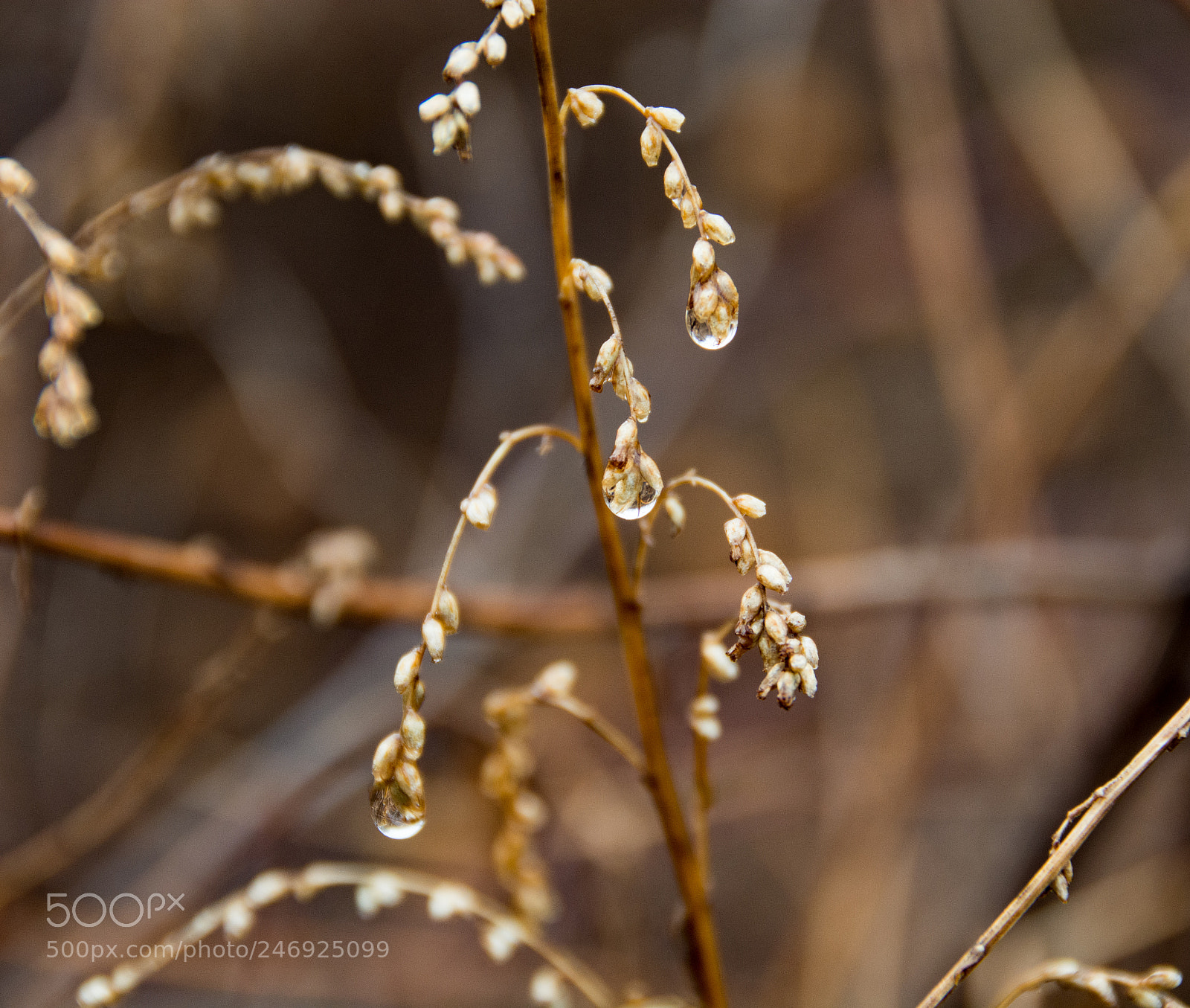 Nikon D7100 sample photo. Rain drops photography