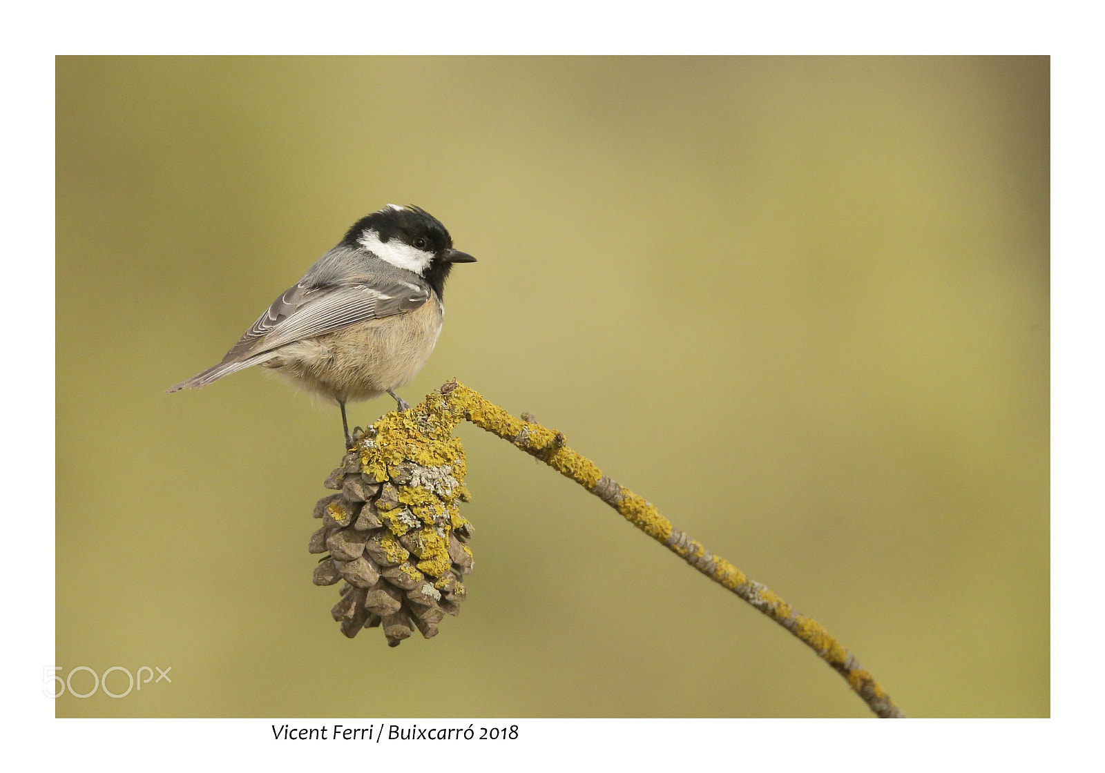 Sigma 150-600mm F5-6.3 DG OS HSM | S sample photo. Periparus ater photography