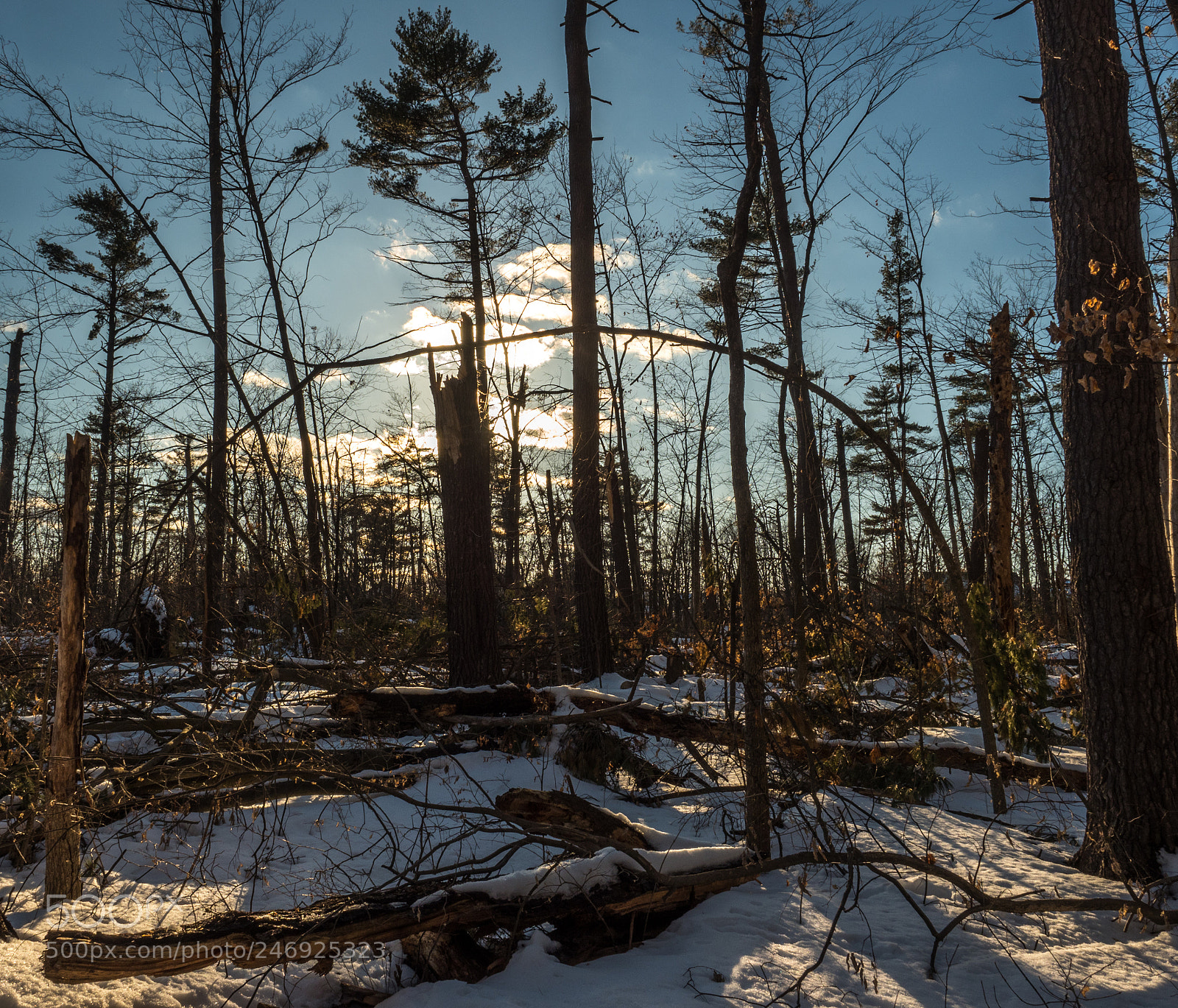 Olympus OM-D E-M1 Mark II sample photo. The woods in winter photography