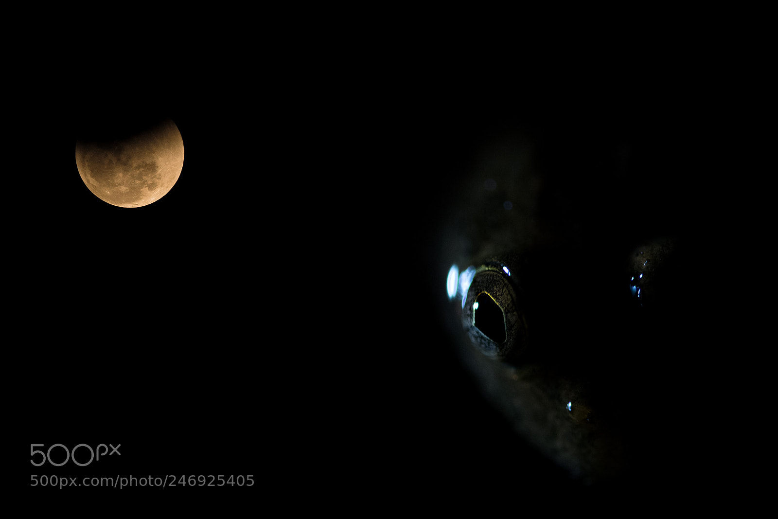 Nikon D810 sample photo. An eye of fantasy photography