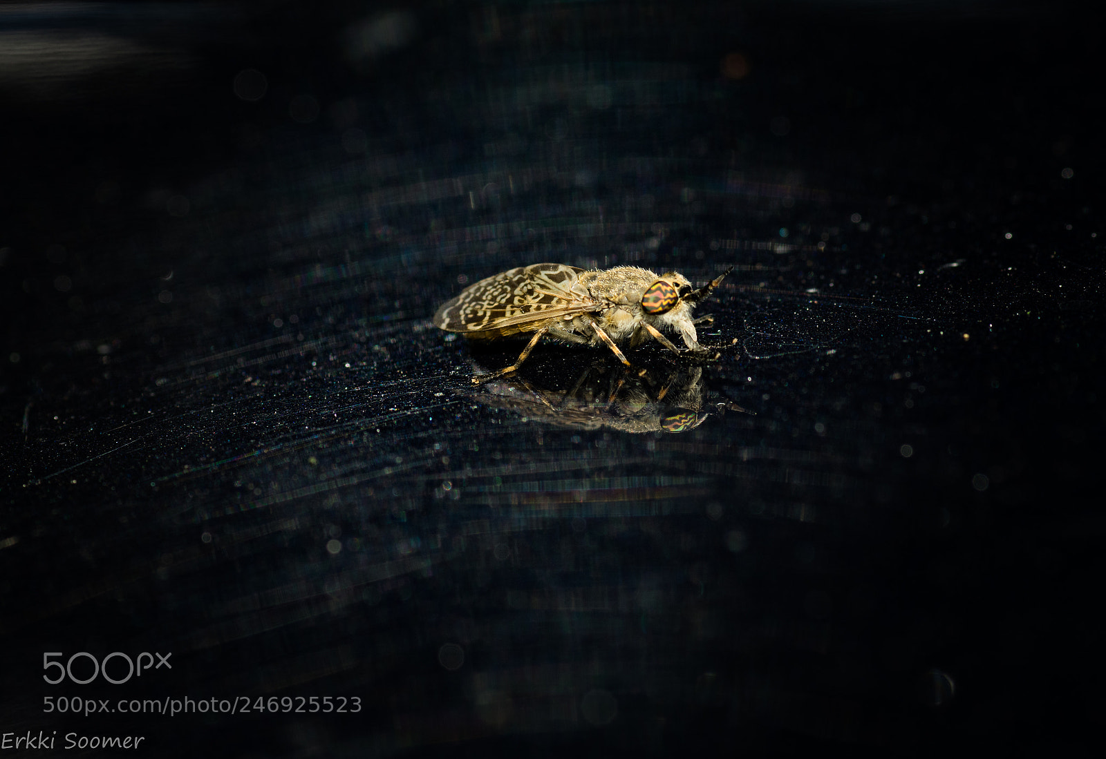 Pentax K-3 sample photo. Tabanus photography
