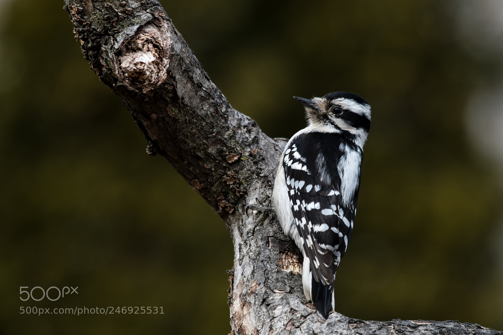 Nikon D850 sample photo. Downy woodpecker photography