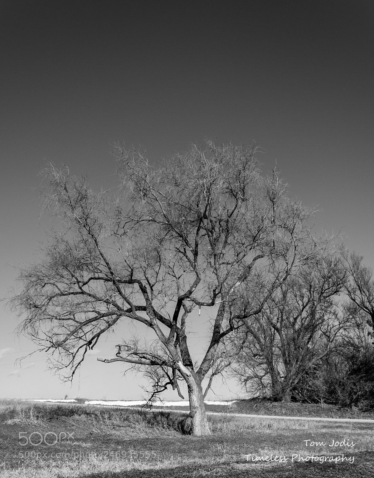 Nikon D700 sample photo. Winter tree photography