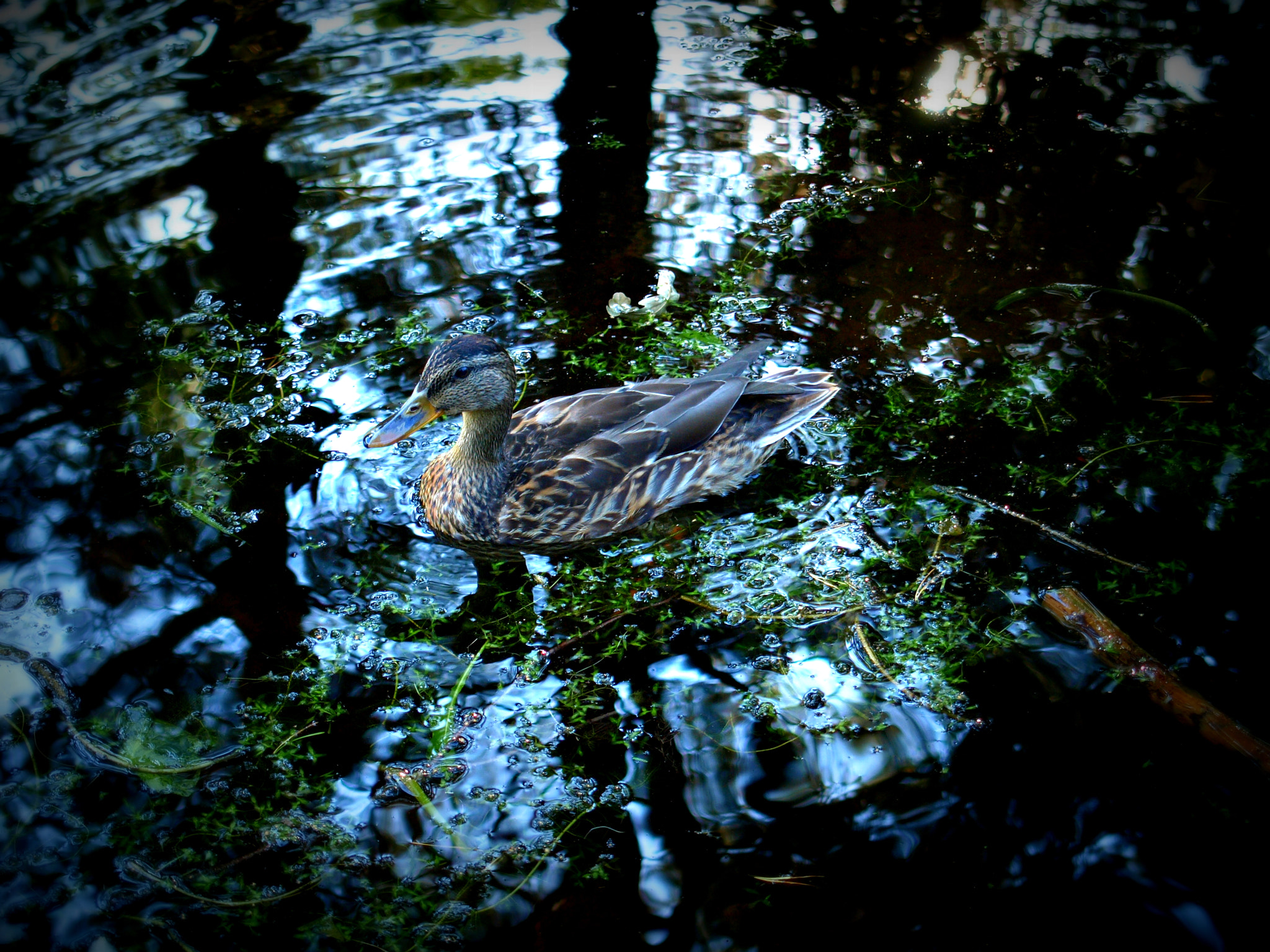 Olympus E-410 (EVOLT E-410) sample photo. Duck photography