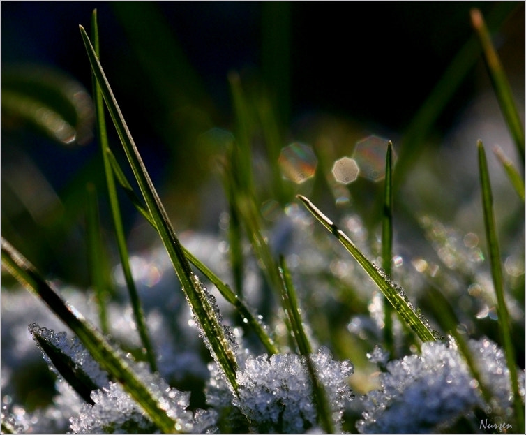 Sigma 105mm F2.8 EX DG Macro sample photo. Frost photography