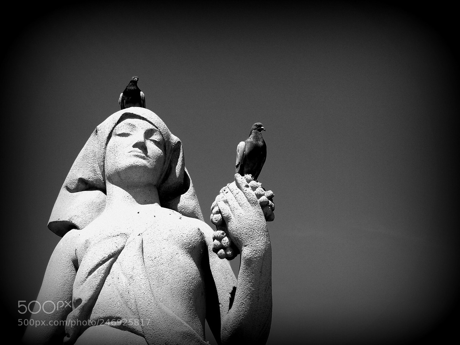 Olympus E-500 (EVOLT E-500) sample photo. King pigeon photography