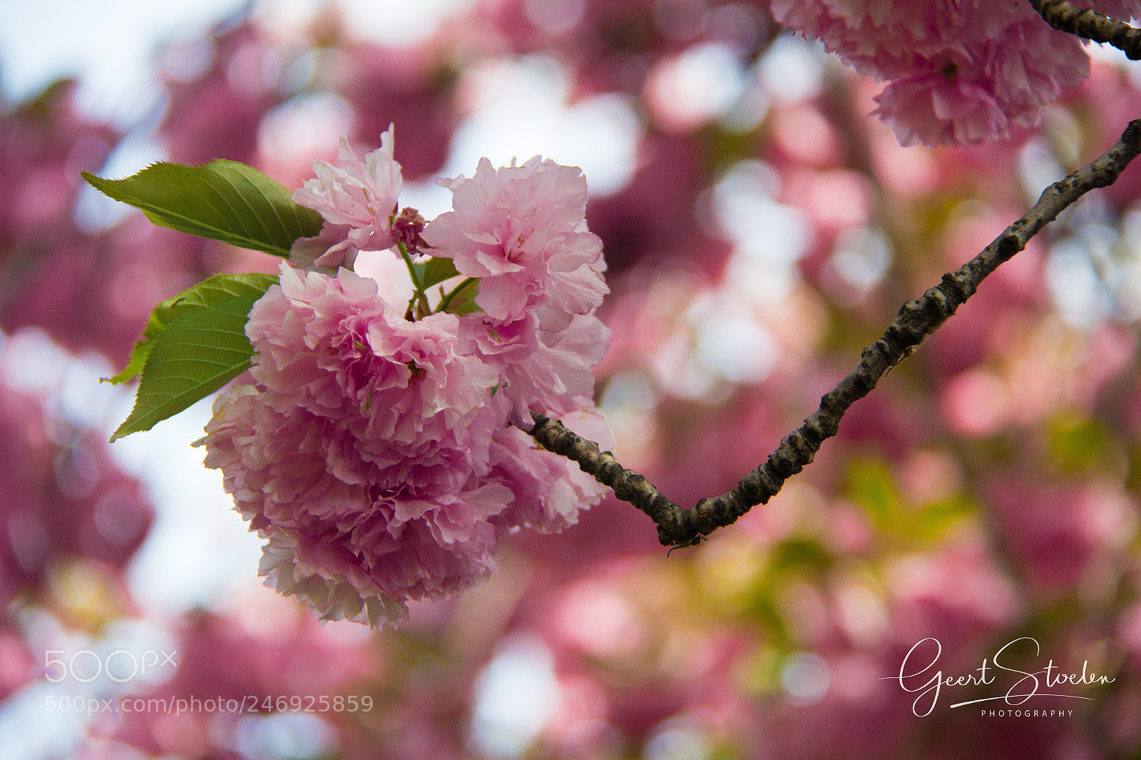 Canon EOS 60D sample photo. Cherry blossoms, nyc photography