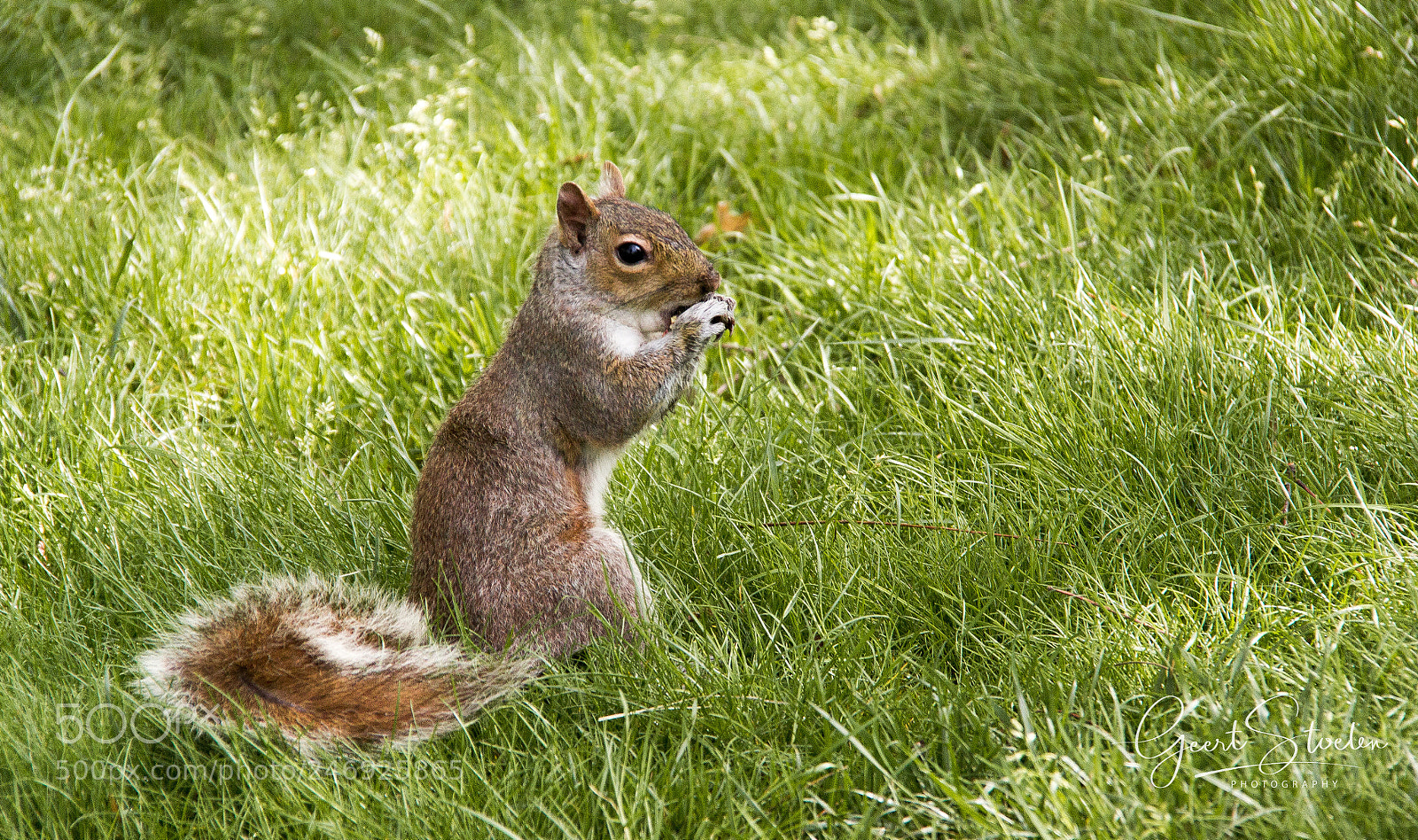 Canon EOS 60D sample photo. Squirrel in nyc photography