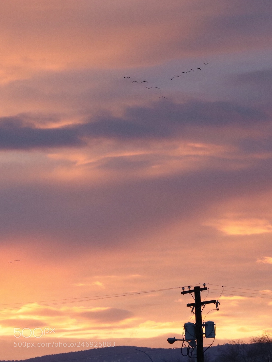 Canon EOS 800D (EOS Rebel T7i / EOS Kiss X9i) sample photo. Birds flying into the photography
