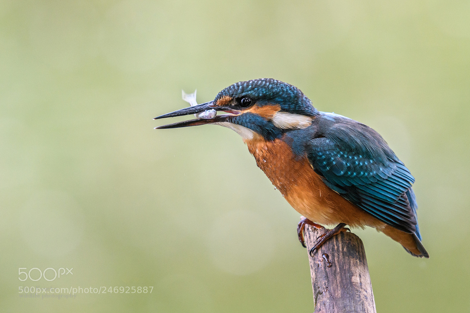 Nikon D500 sample photo. A kingfisher (alcedo atthis) photography