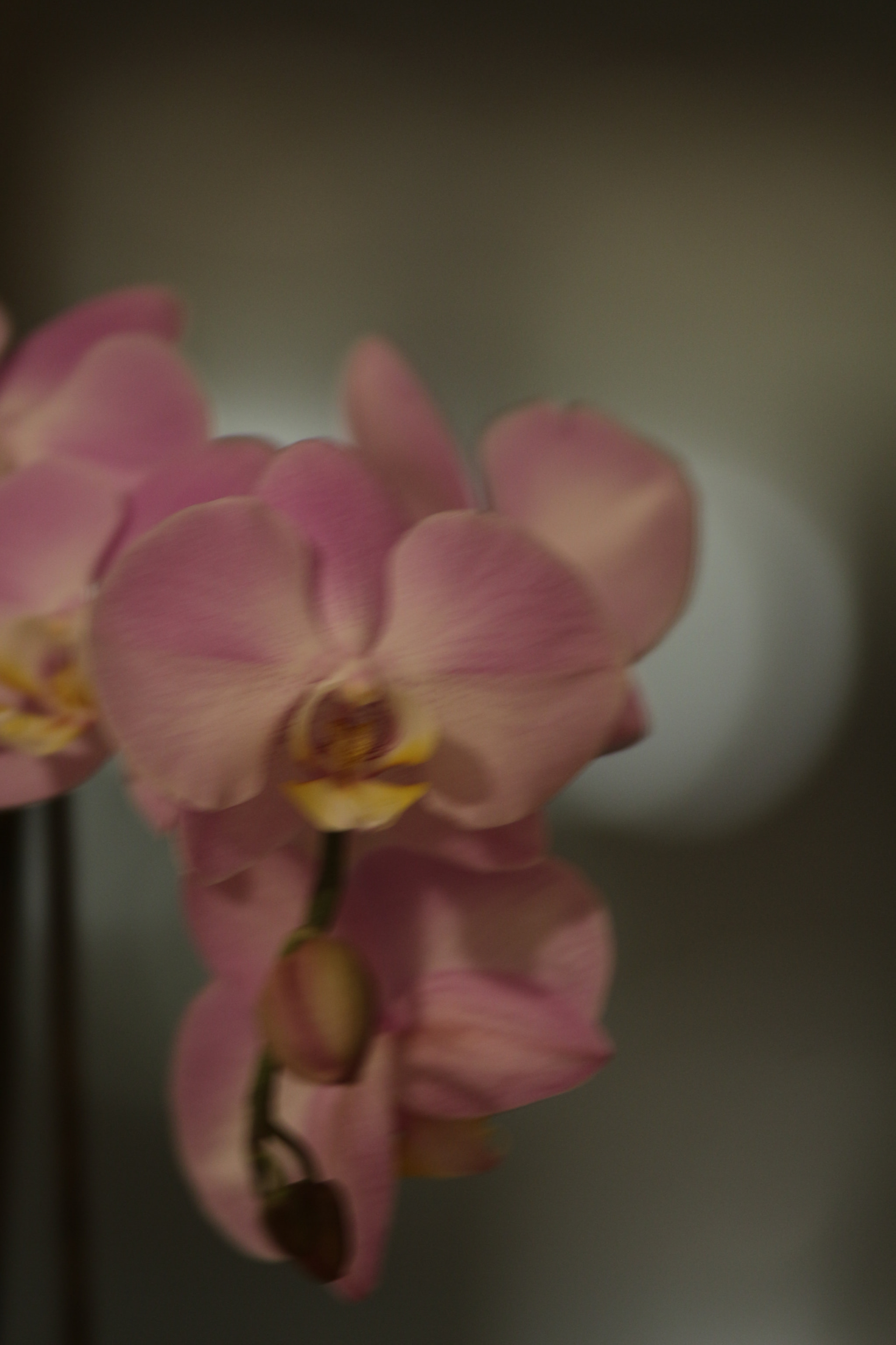 Canon EOS 700D (EOS Rebel T5i / EOS Kiss X7i) sample photo. Img photography