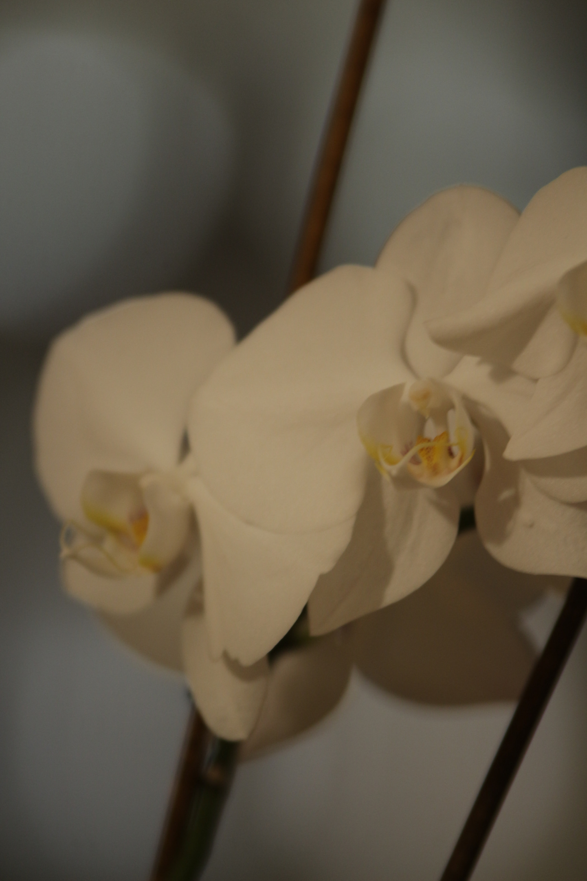 Canon EOS 700D (EOS Rebel T5i / EOS Kiss X7i) sample photo. Img photography