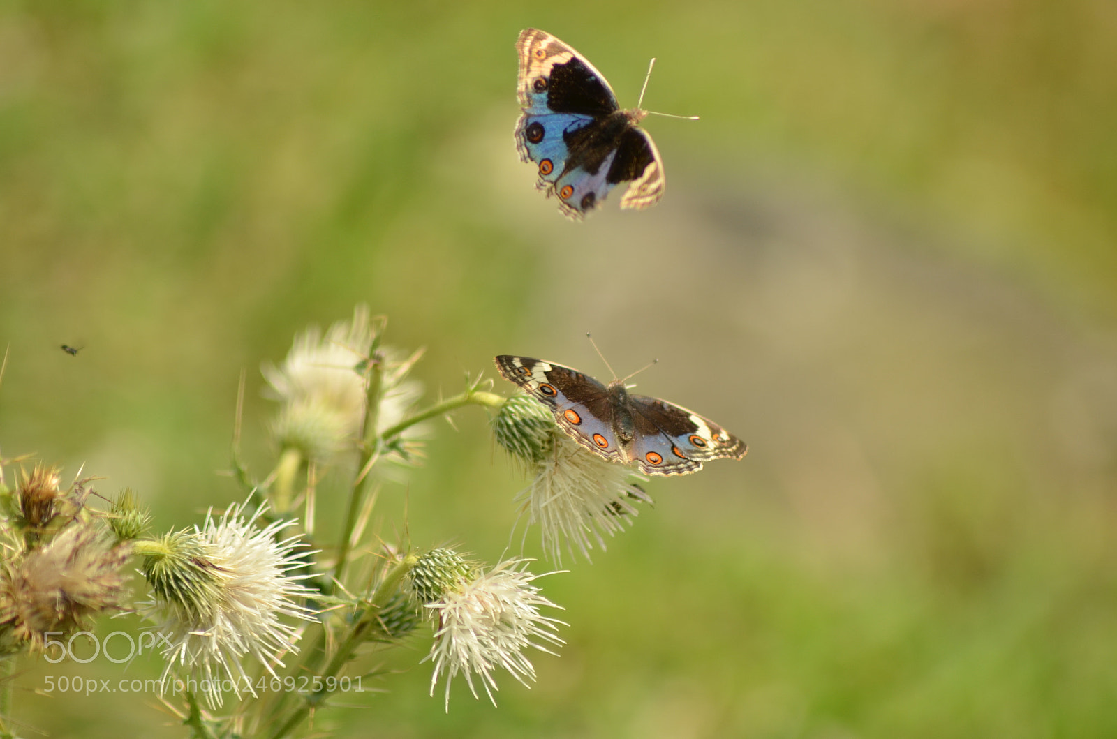 Nikon D5100 sample photo. Flying angels photography
