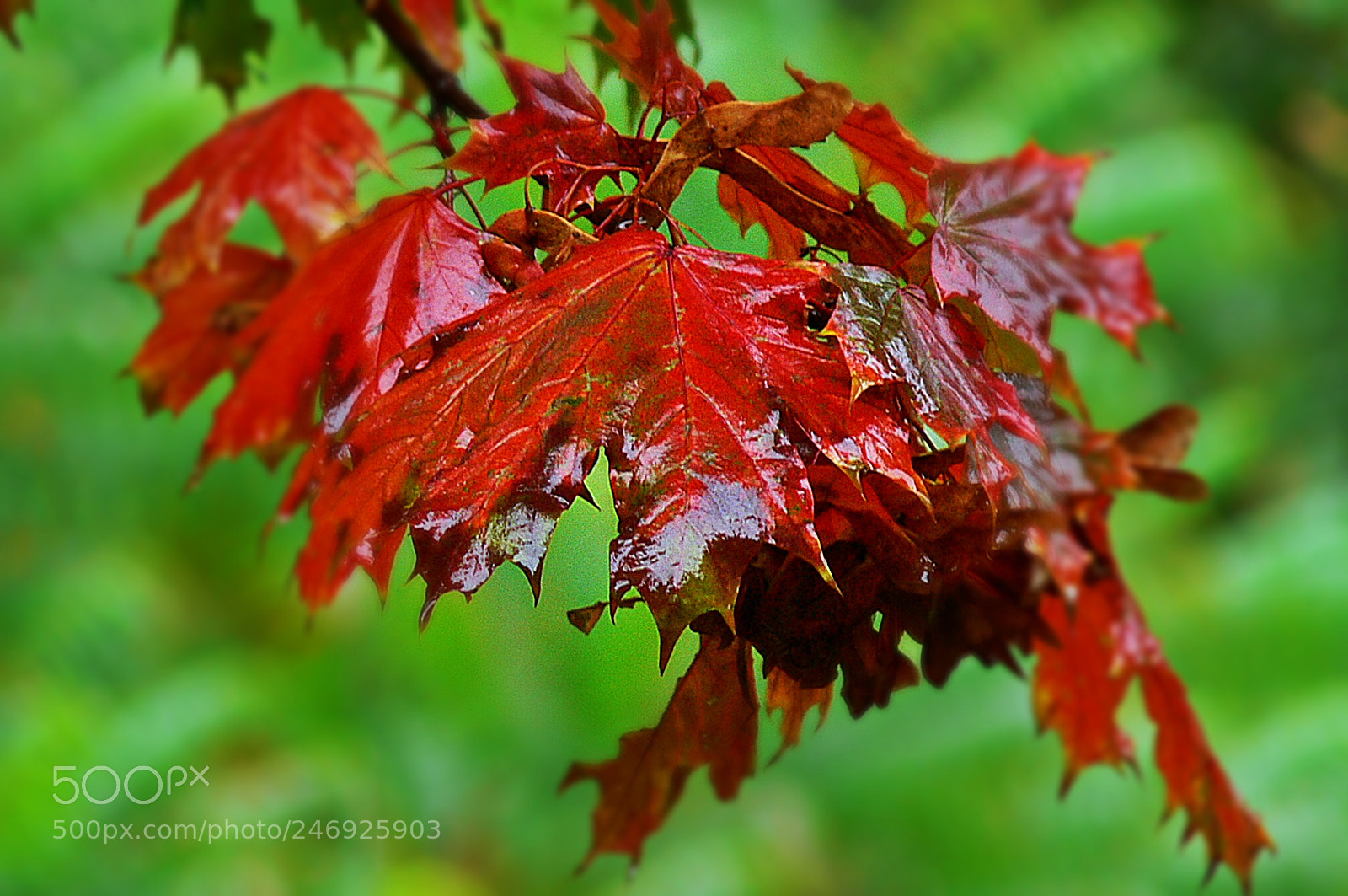 Panasonic DMC-FZ30 sample photo. Autumn leaves photography