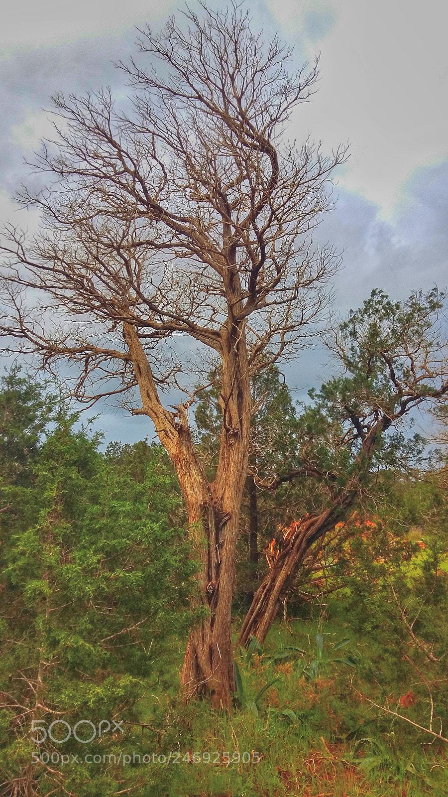 Samsung Galaxy A5 sample photo. Untitled photography